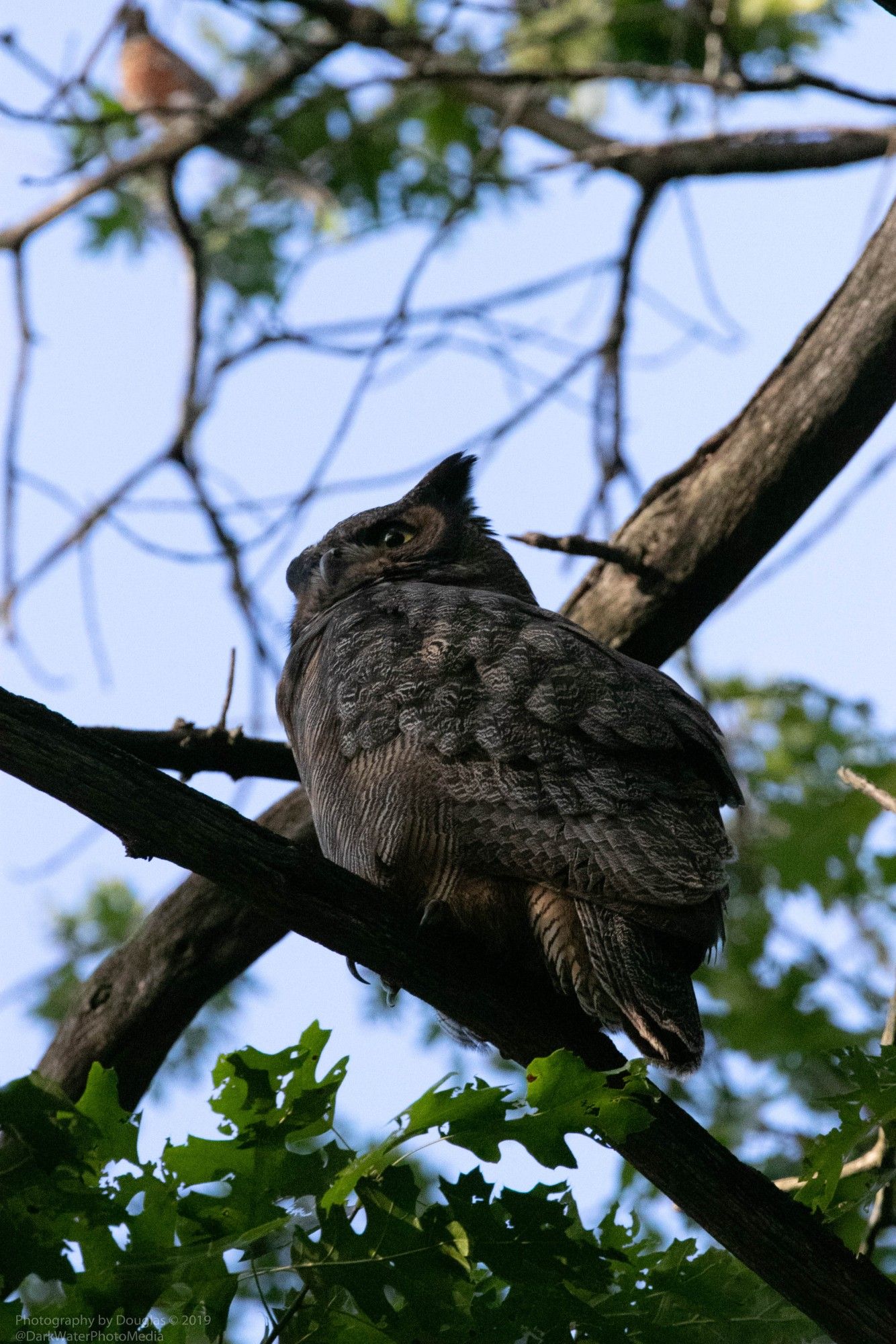 Inside High Park - Toronto ... a great horned owl  on an overhead branch watching a flock of kingbirds a few trees away, hoping they don't mob him.