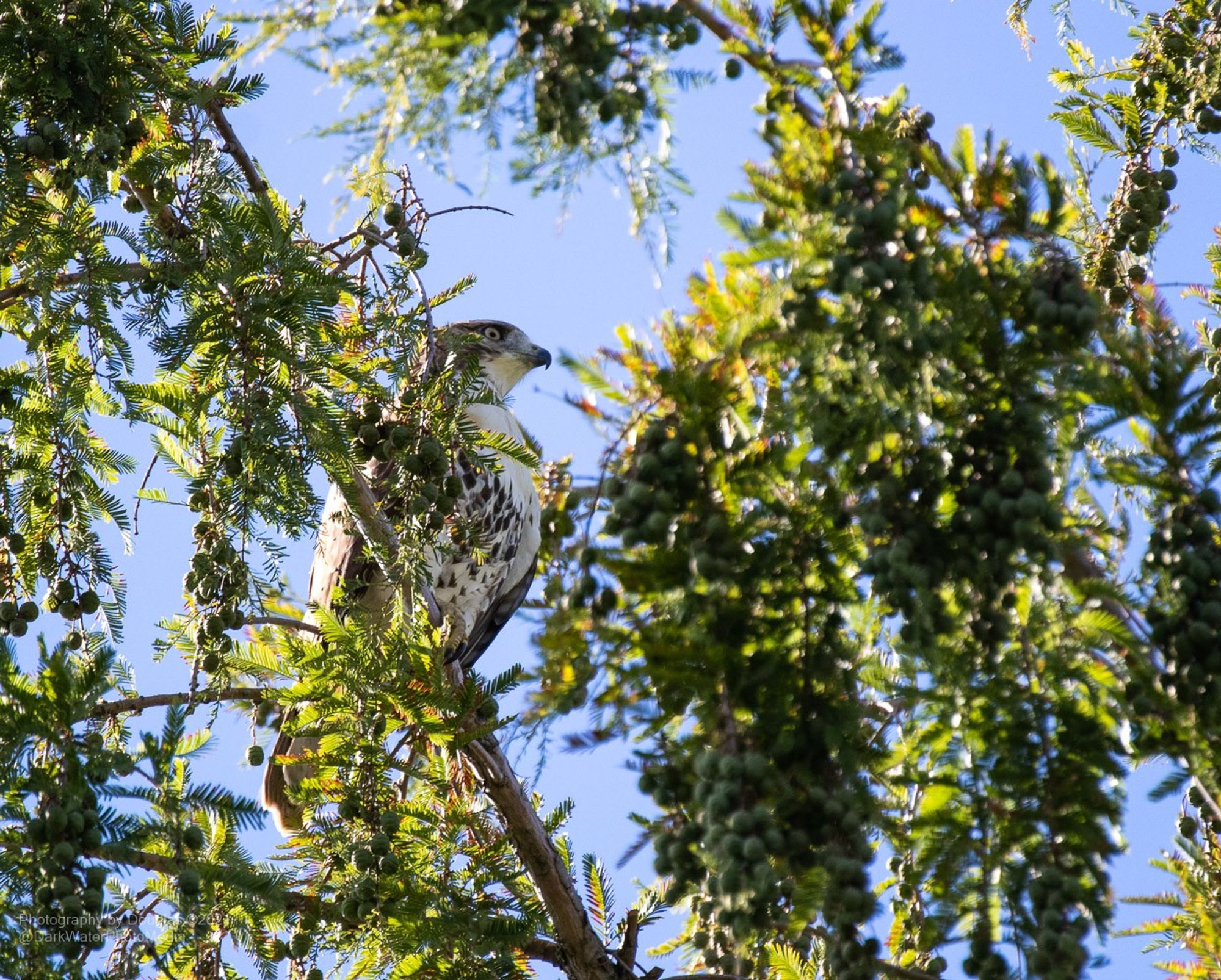 High up inside high park an almost unnoticed redtail hawk stands perched atop a tree scanning his environment.