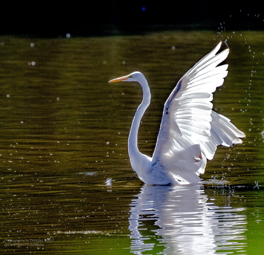 It's a big white bird this Heron. Flicking water droplets off with it's wing. 