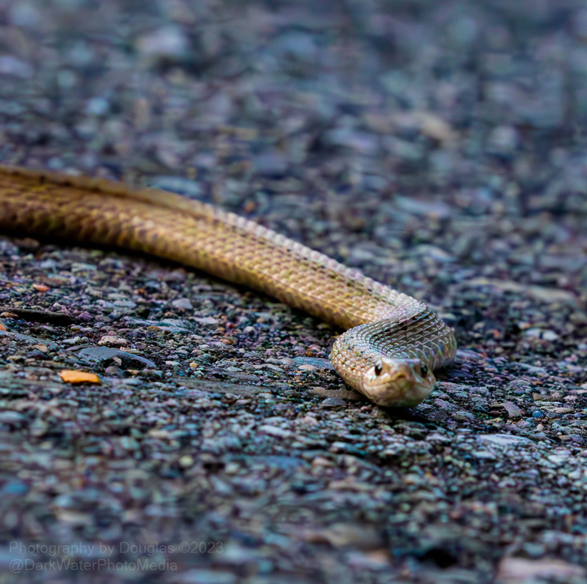 The Dekay's brownsnake (Storeria dekayi) is brown, light brown or grey. It always has two parallel rows of small dark spots bordering a faint, wide stripe down the back. On some brownsnakes, these parallel spots may appear connected.

These are a small non-venomous species of snake in the family Colubridae. The species is native to North America and Central America.