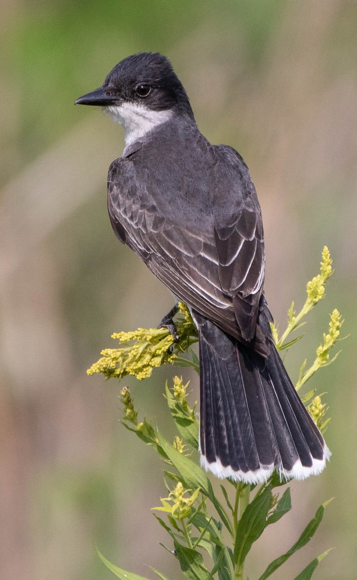 The Eastern Kingbird. Broad-shouldered and big-headed flycatcher with clean pattern of dark upperparts and white underparts, with white tip to tail. Perches upright on wires or exposed perches. White below and blackish above with a white-tipped tail. Blackish back combined with white-tipped tail is distinctive.