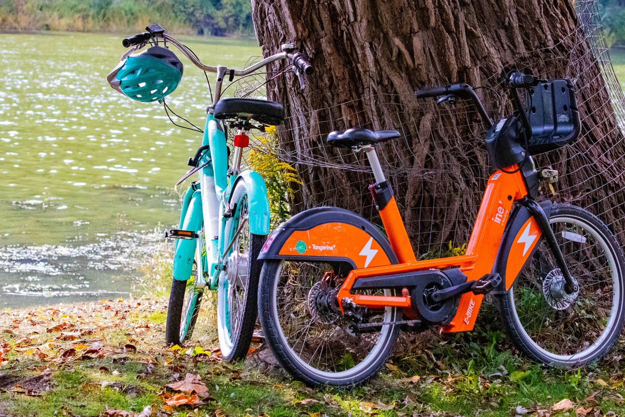 A blue rental bike with a blue helmet on handlebars, and an orange rental bike docked to a tree while their occupants are nearby (out of frame).