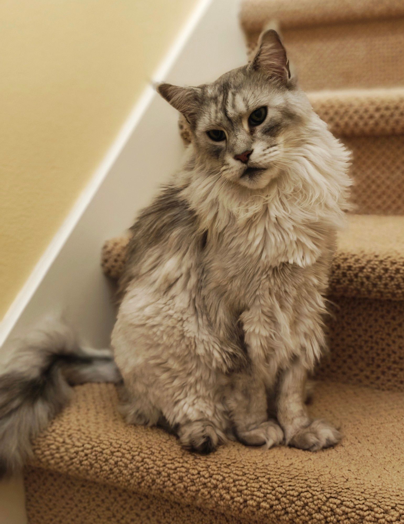 Silver Maine Coon sitting on the stairs