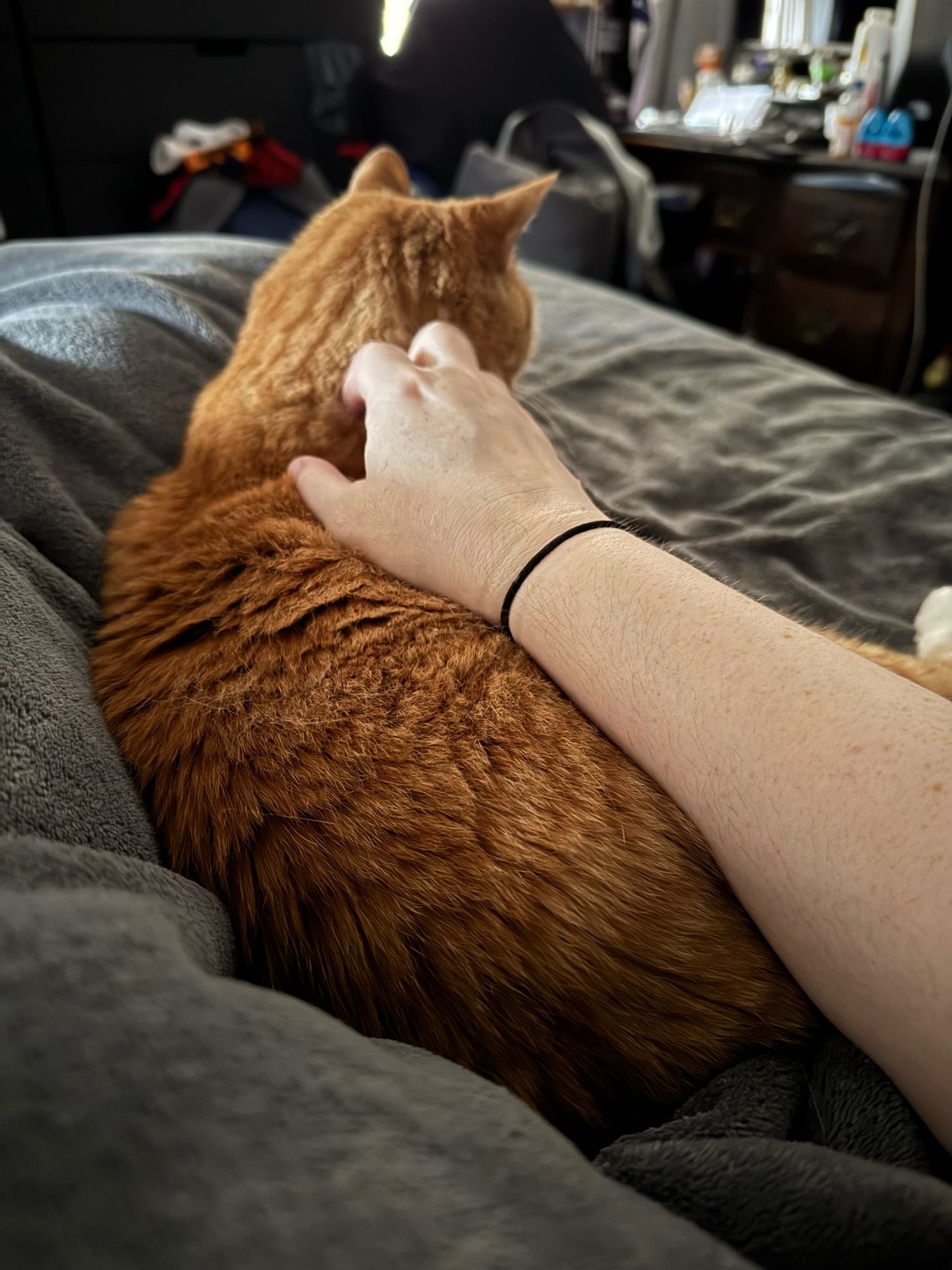 An orange cat lies on a gray blanket. He’s curled against the curve of my body, and my arm is resting across his side, my hand scritching his shoulders.