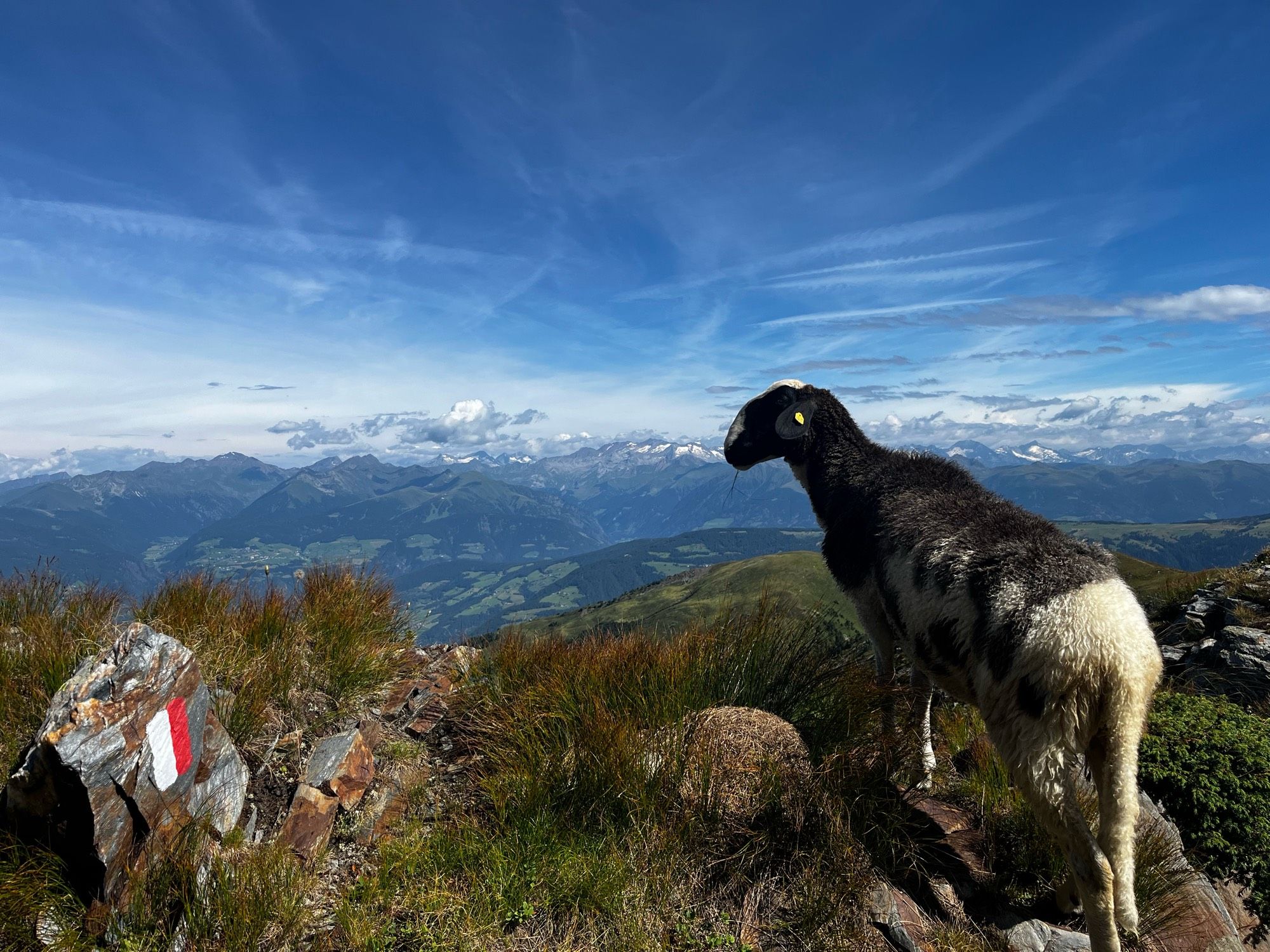 Ein schwarzes Schaf steht am Bergkamm und blickt nach Norden über Täler hinweg