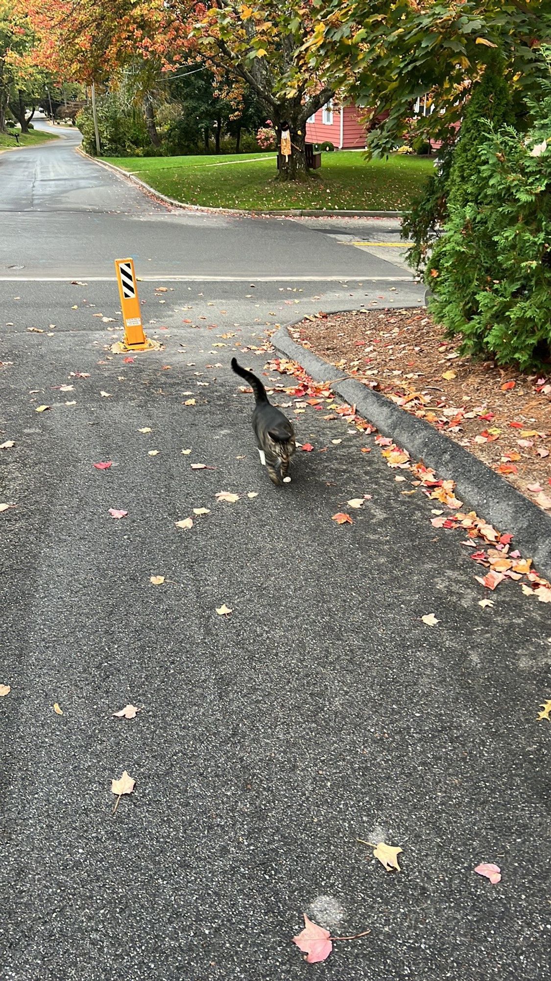 Cat named Tom Hanks being walked home