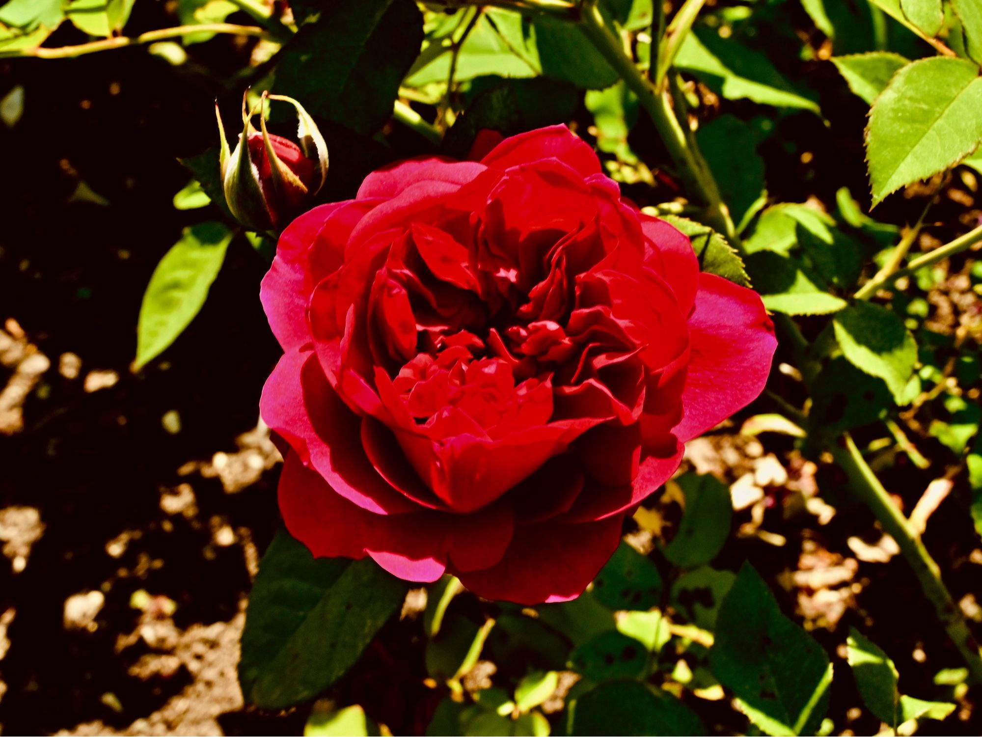 Red Rose Melford Hall Gardens