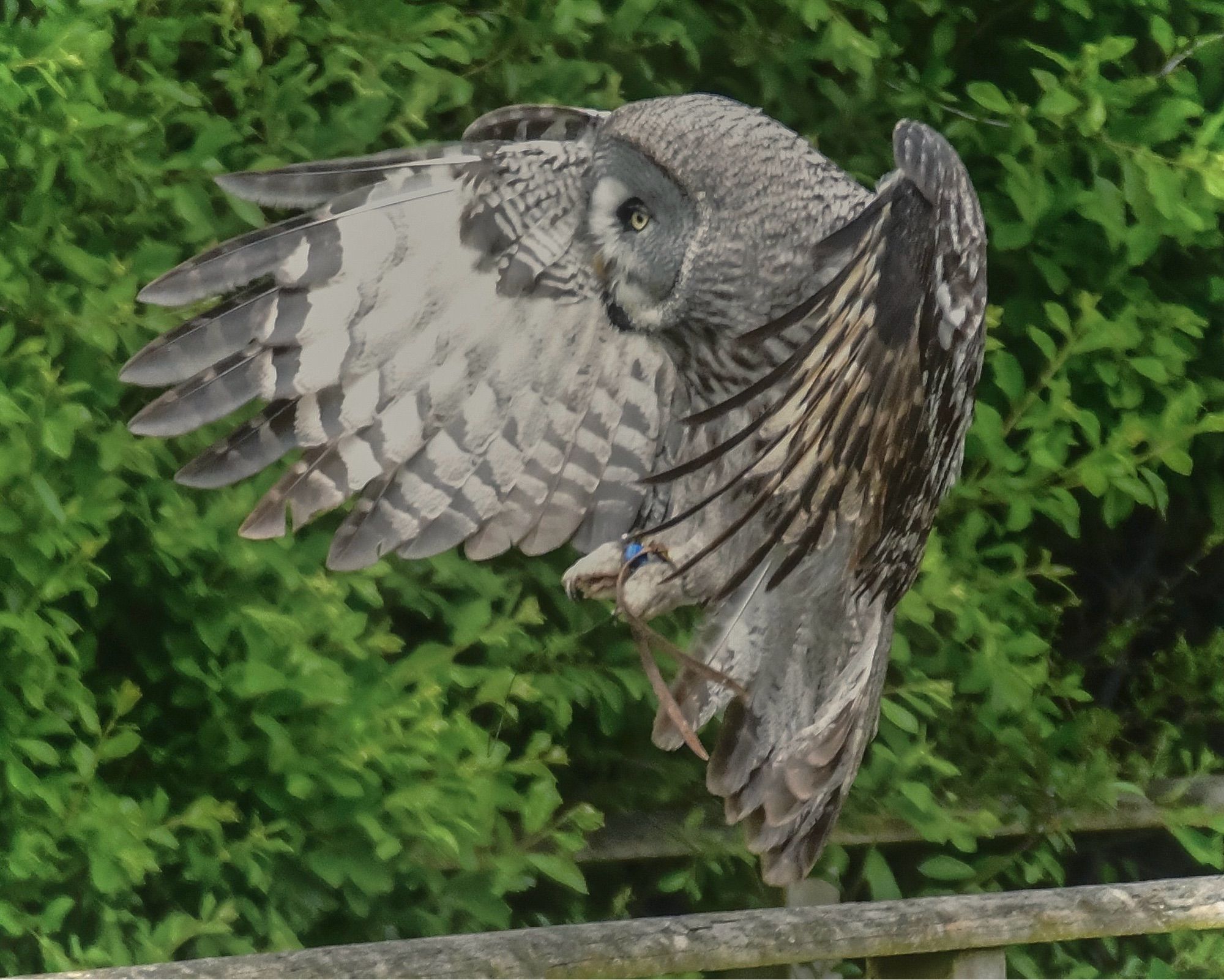 Great Grey Owl