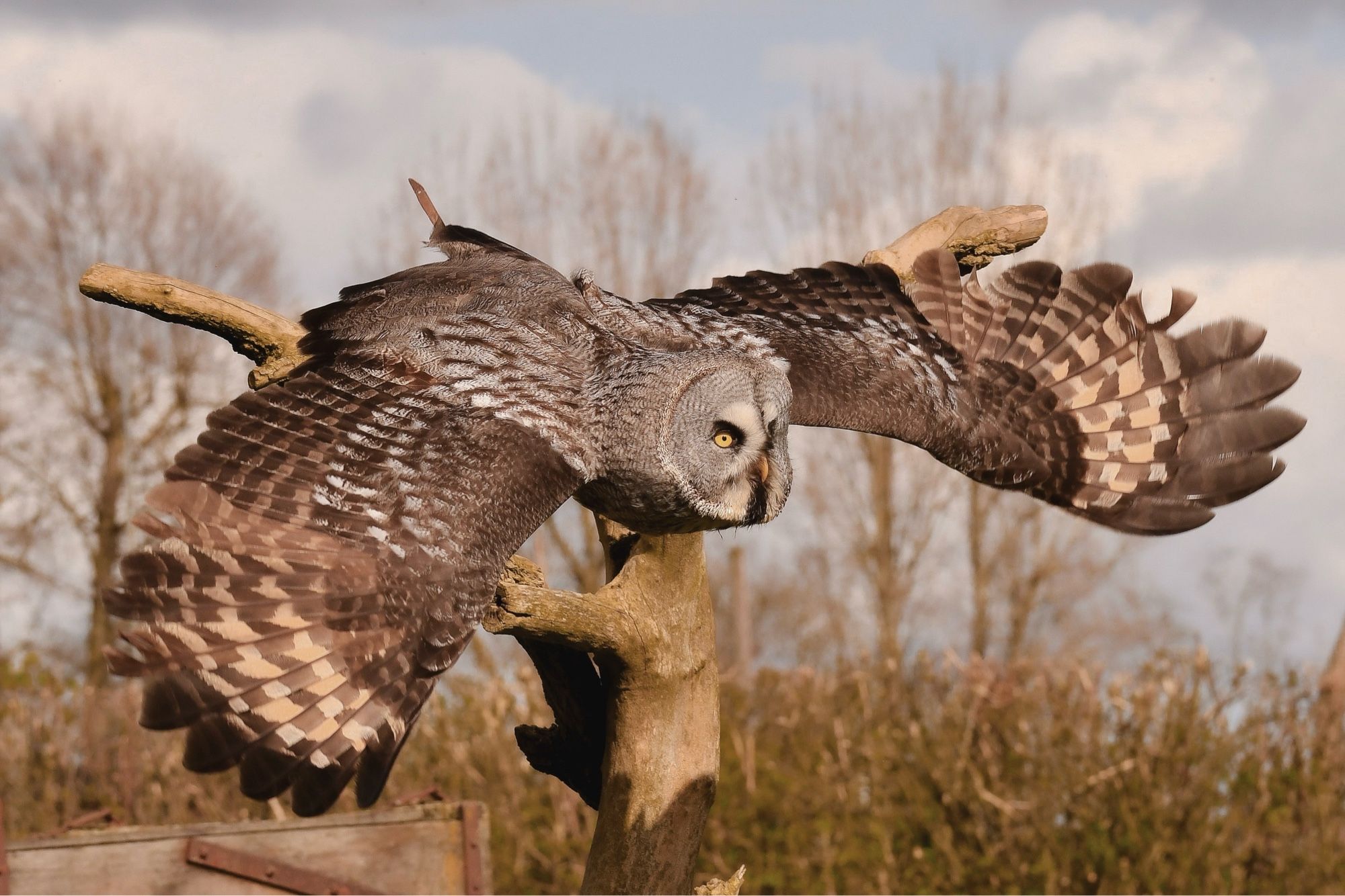 Great Grey Owl