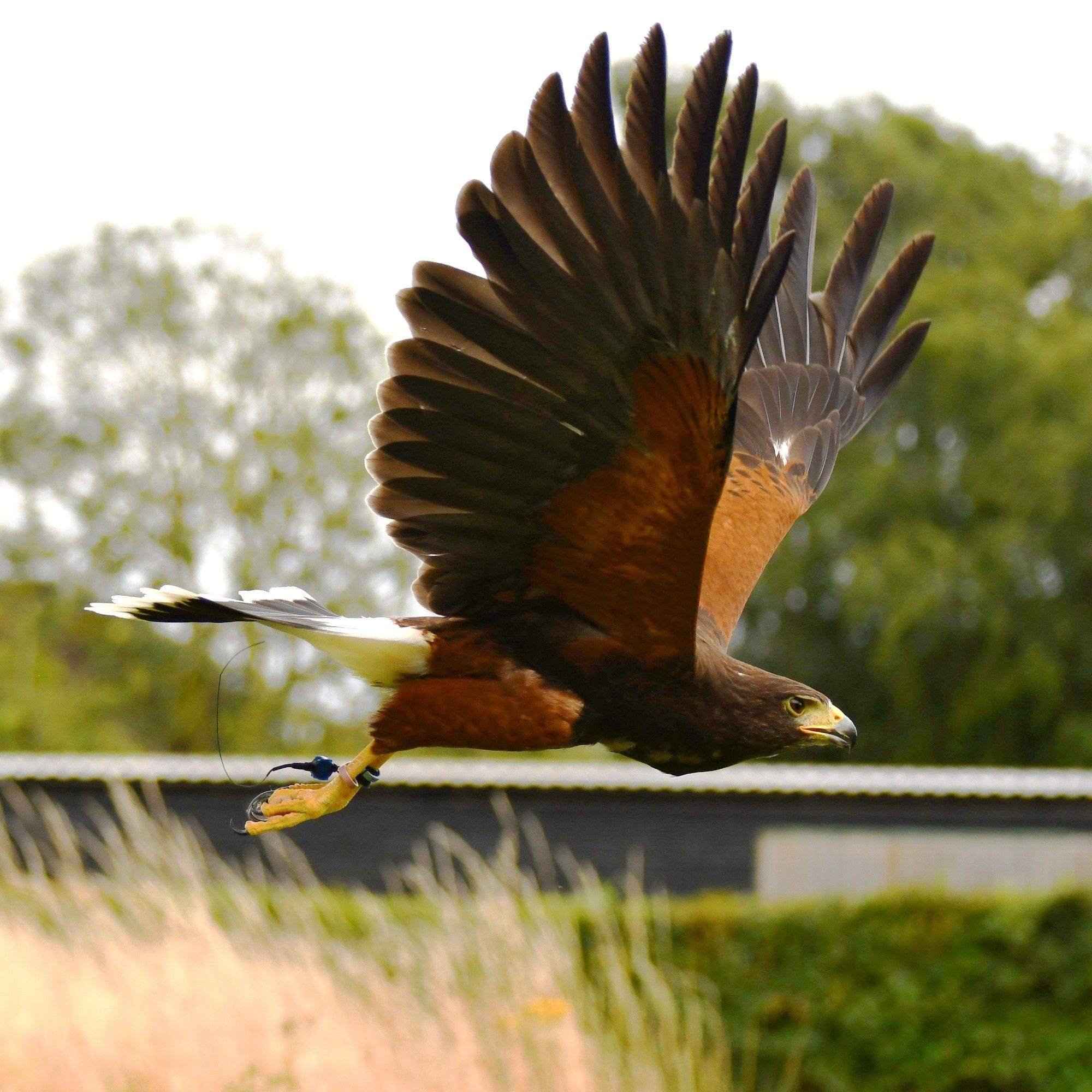 Melvyn Harris's Hawk Suffolk Owl Sanctuary UK