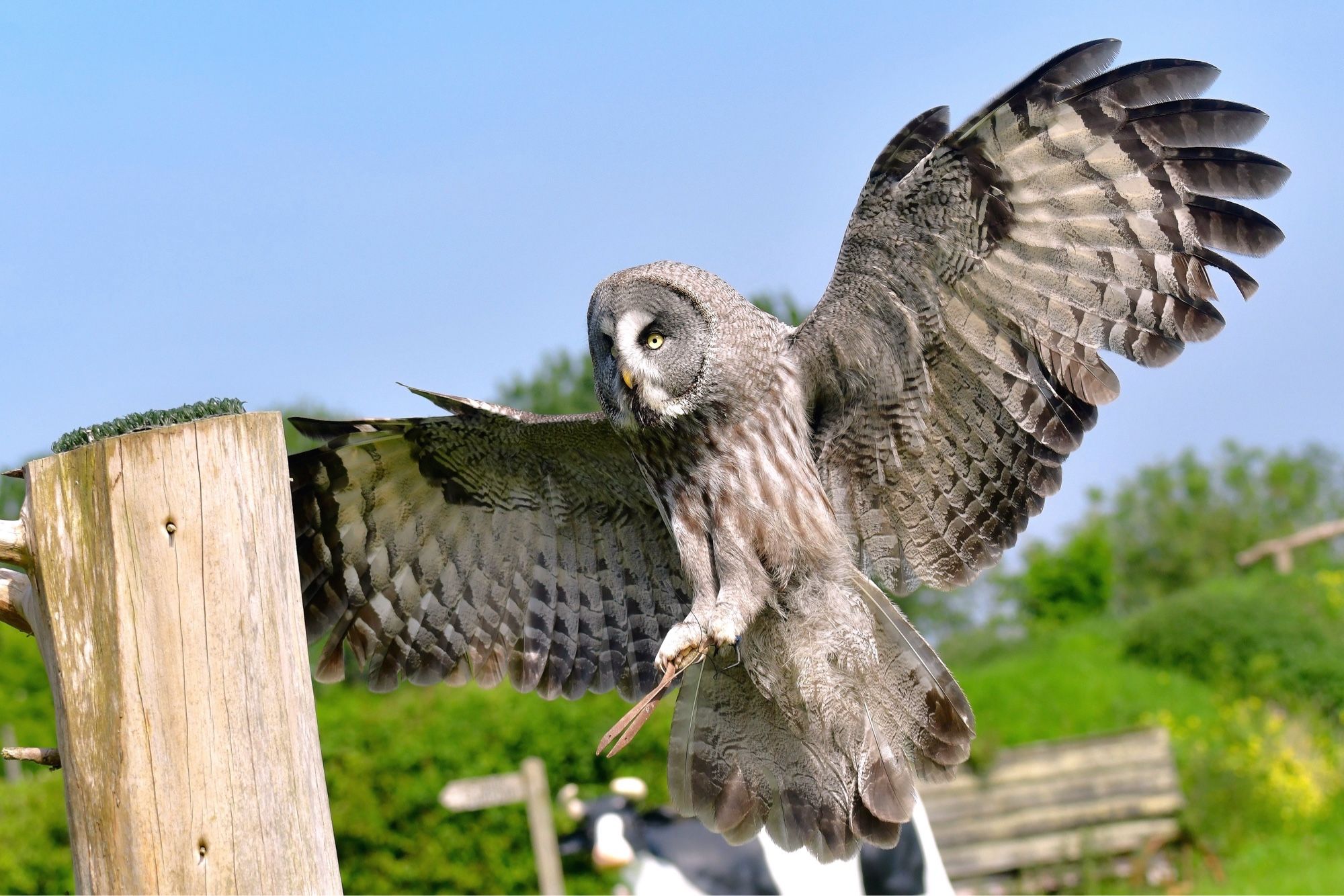 Great Grey Owl