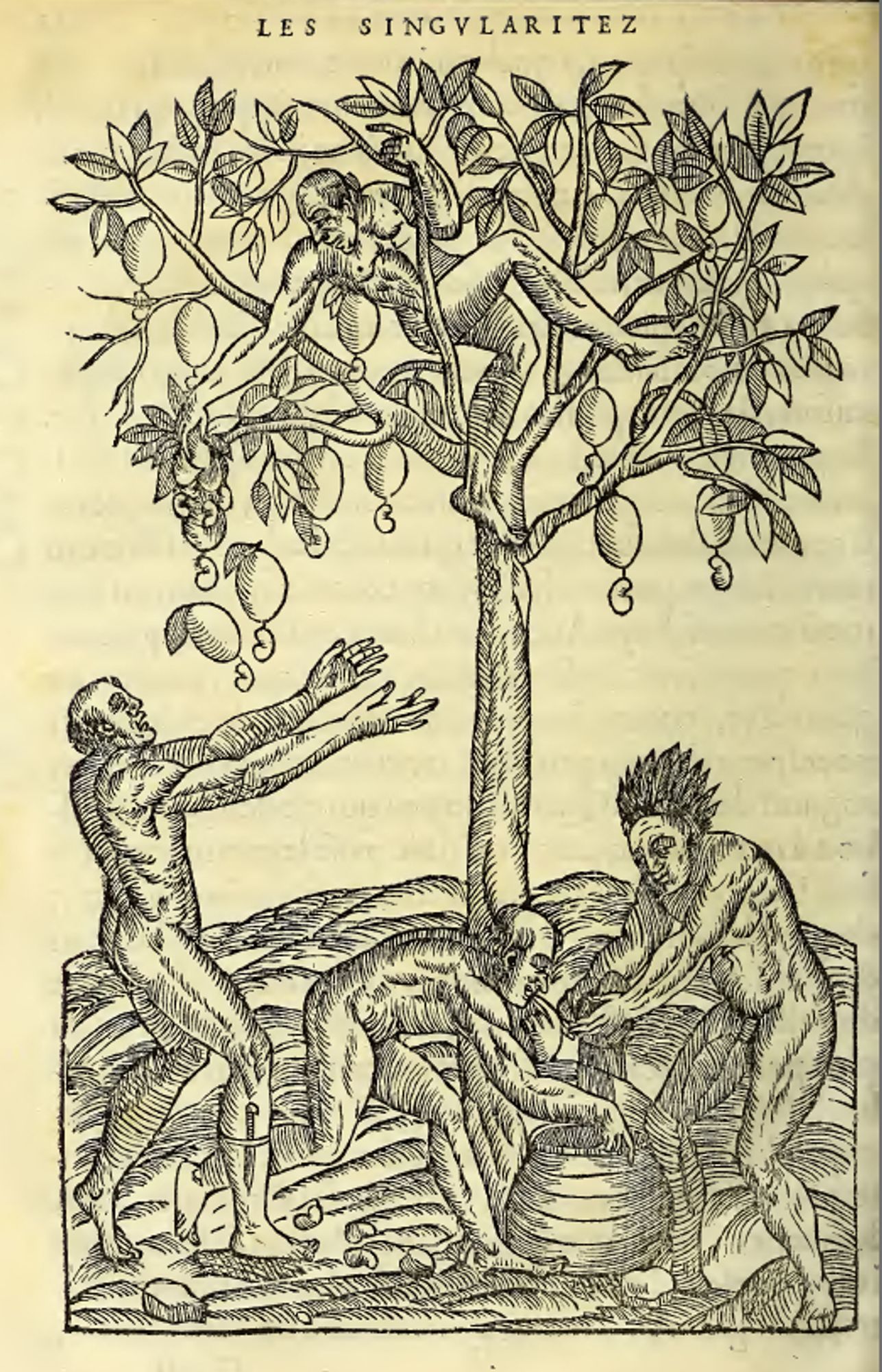 A woodcut illustration, I think, from a 16th-century book; black ink on yellowed paper. The image shows a slender tree with three main branches and a few leaves on each, with a dozen or so cashew apples hanging from the branches. Each cashew apple has a nut on the bottom end. A man in the tree is handing cashews down to one of three men beneath, two of whom are squeezing the fruits into a container so that the juice can ferment to make an alcoholic drink.