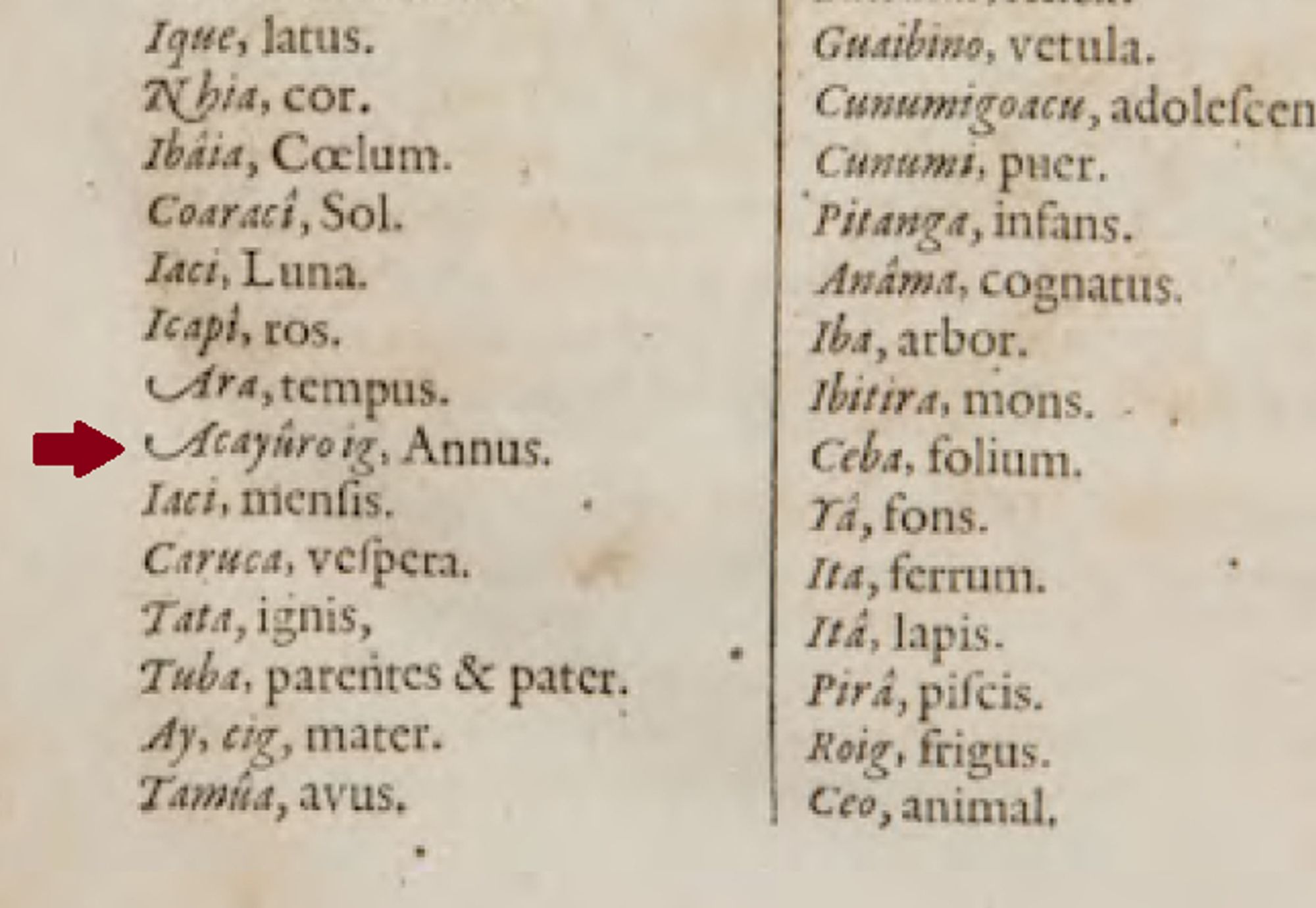 A list of Tupi words and their Latin equivalents. Black ink on yellowed paper. The word "Acayûroig", meaning 'year' (Annus), is marked with a red arrow. Other words in the list include 'sun', 'moon', 'sky', 'tree', 'metal/iron', 'stone', and also 'cold', given here as "Roig", the second morpheme in the word "Acayûroig", which literally means 'cold cashew'.