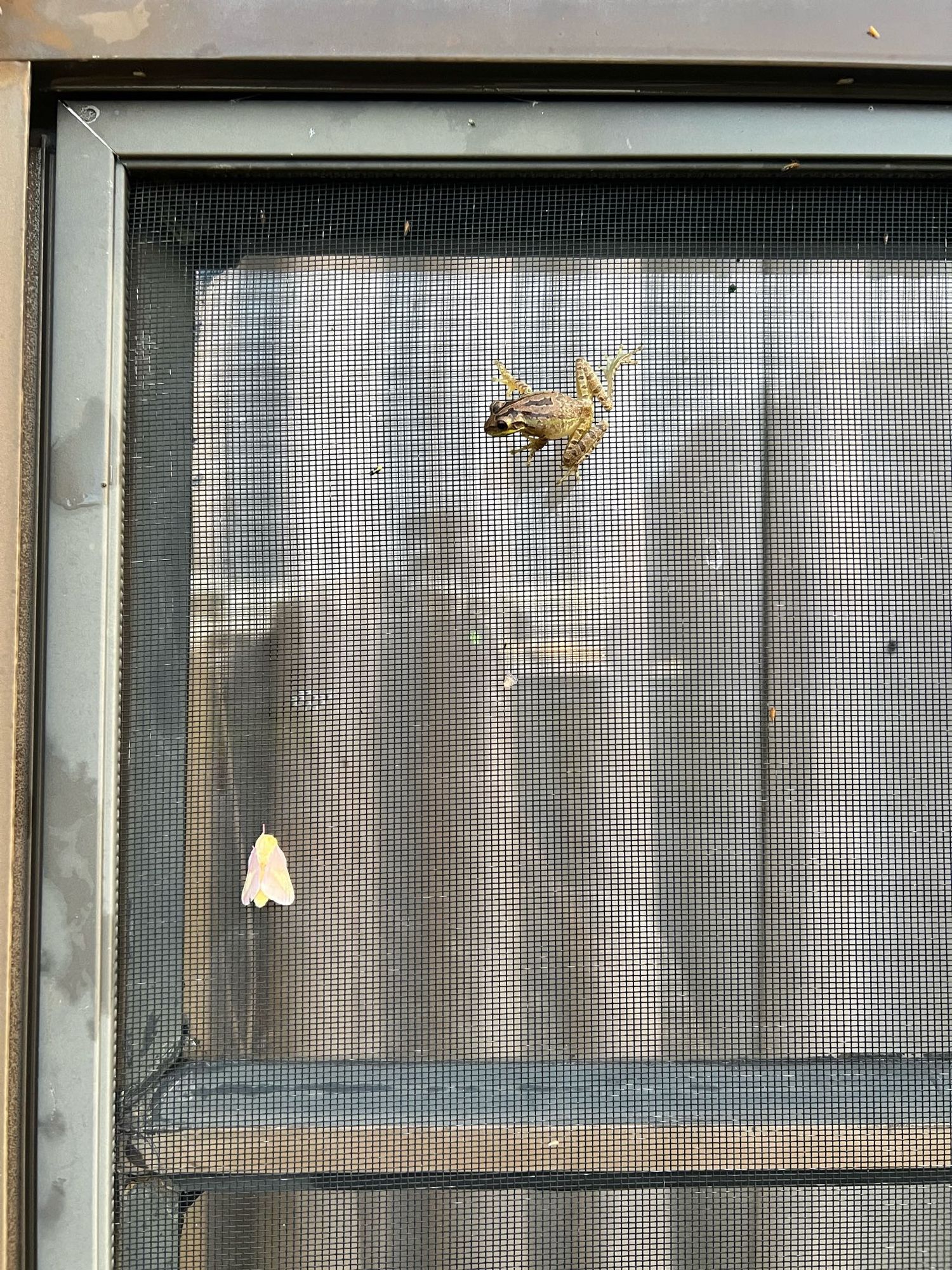 Photo of a yellow and pink moth and a small brownish-green treefrog on a window screen.