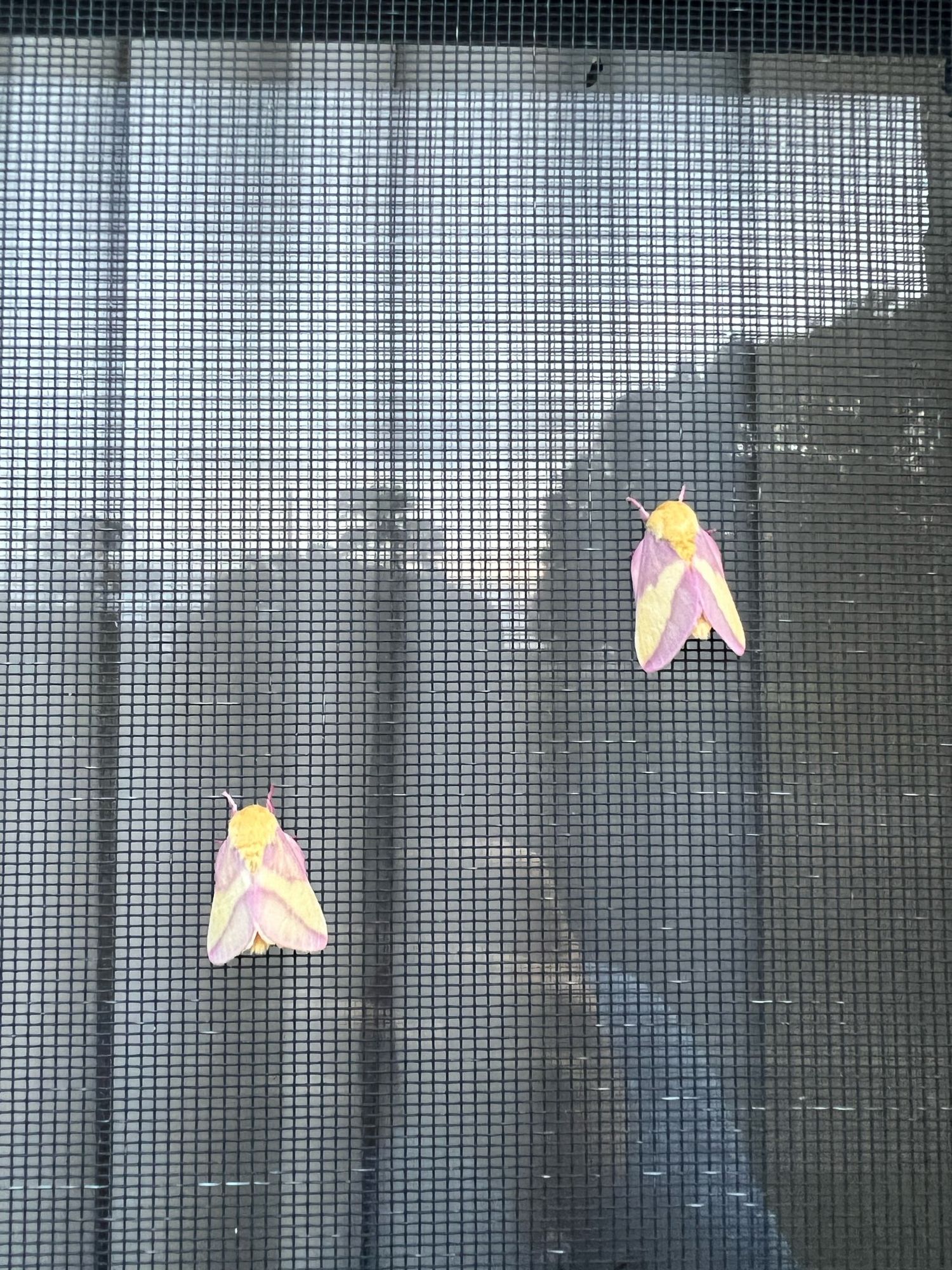 Two pink and yellow moths on a window screen. The reflection of an early morning sky and Hannah, the photographer, are visible behind the screen.