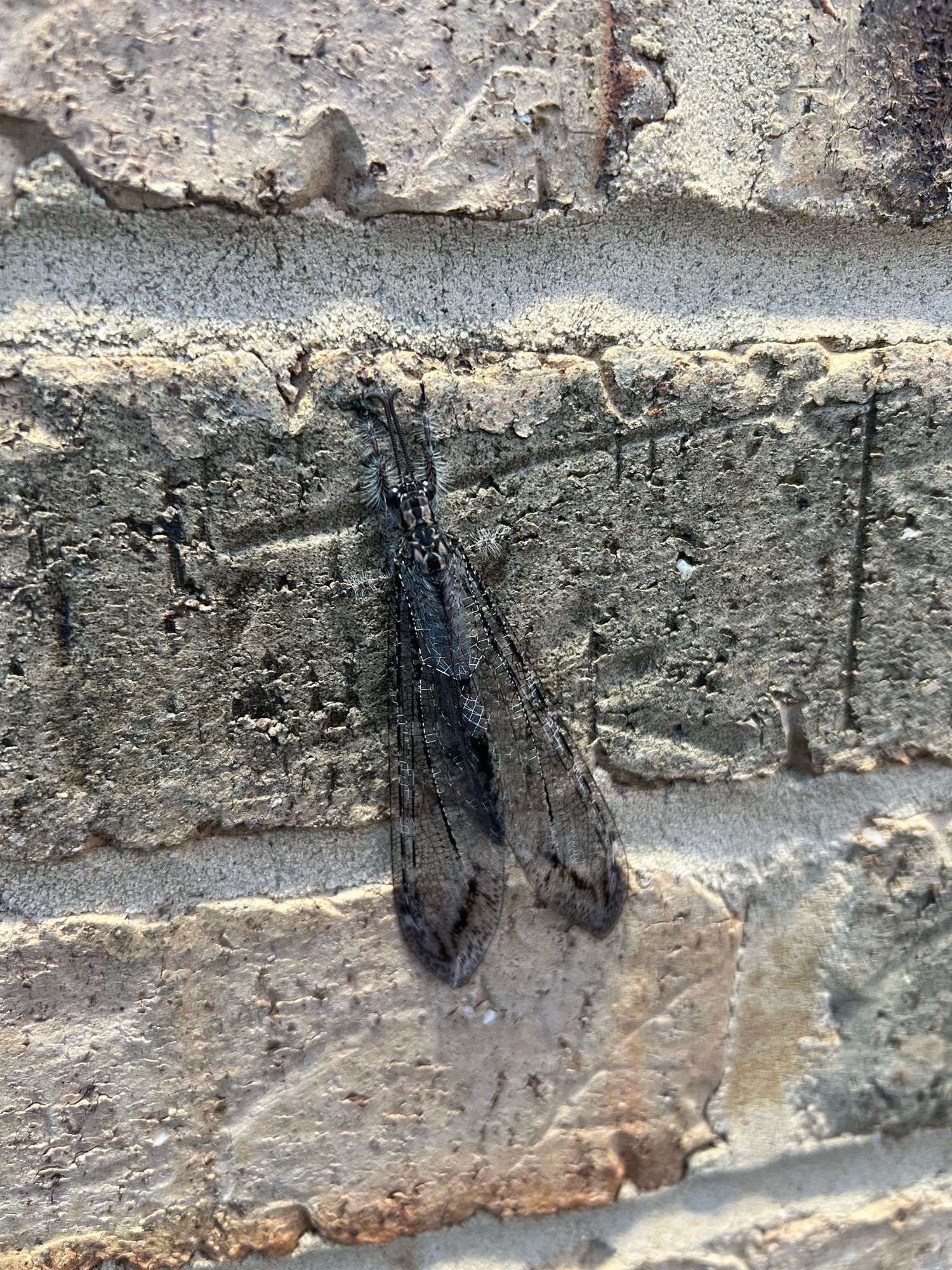 Close up of an antlion, a long slender insect with long patterned wings folded in over it's abdomen. It has fuzzy legs and antennae that extend directly forward and curl outward slightly.