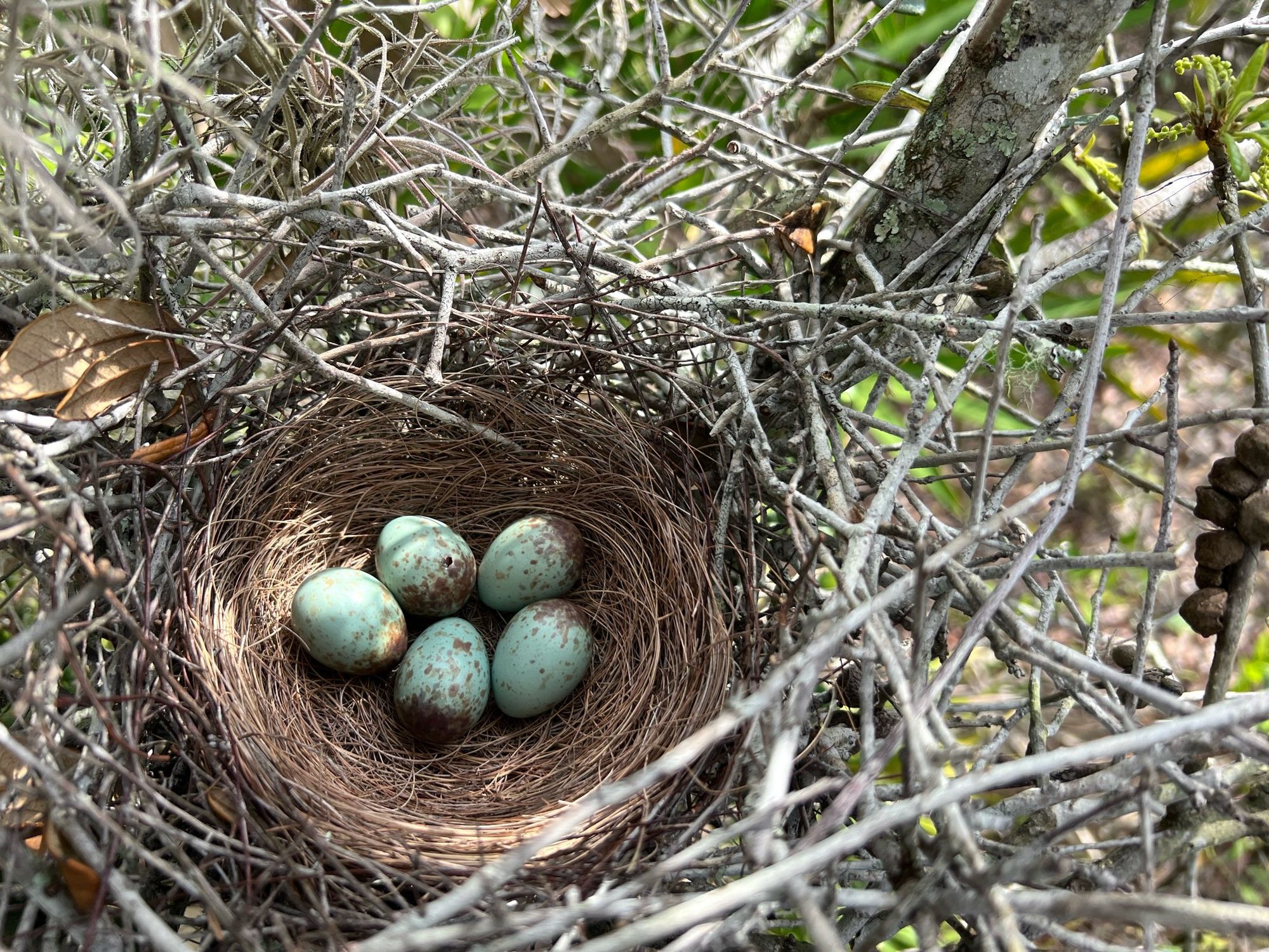 Top-down view of a Florida Scrub-jay nest. The outer basket of the nest is constructed of gray sticks of various lengths, and the inner lining is golden, wiry plant fibers. The five eggs are a greenish blue, with brown speckling concentrated at their wide ends.