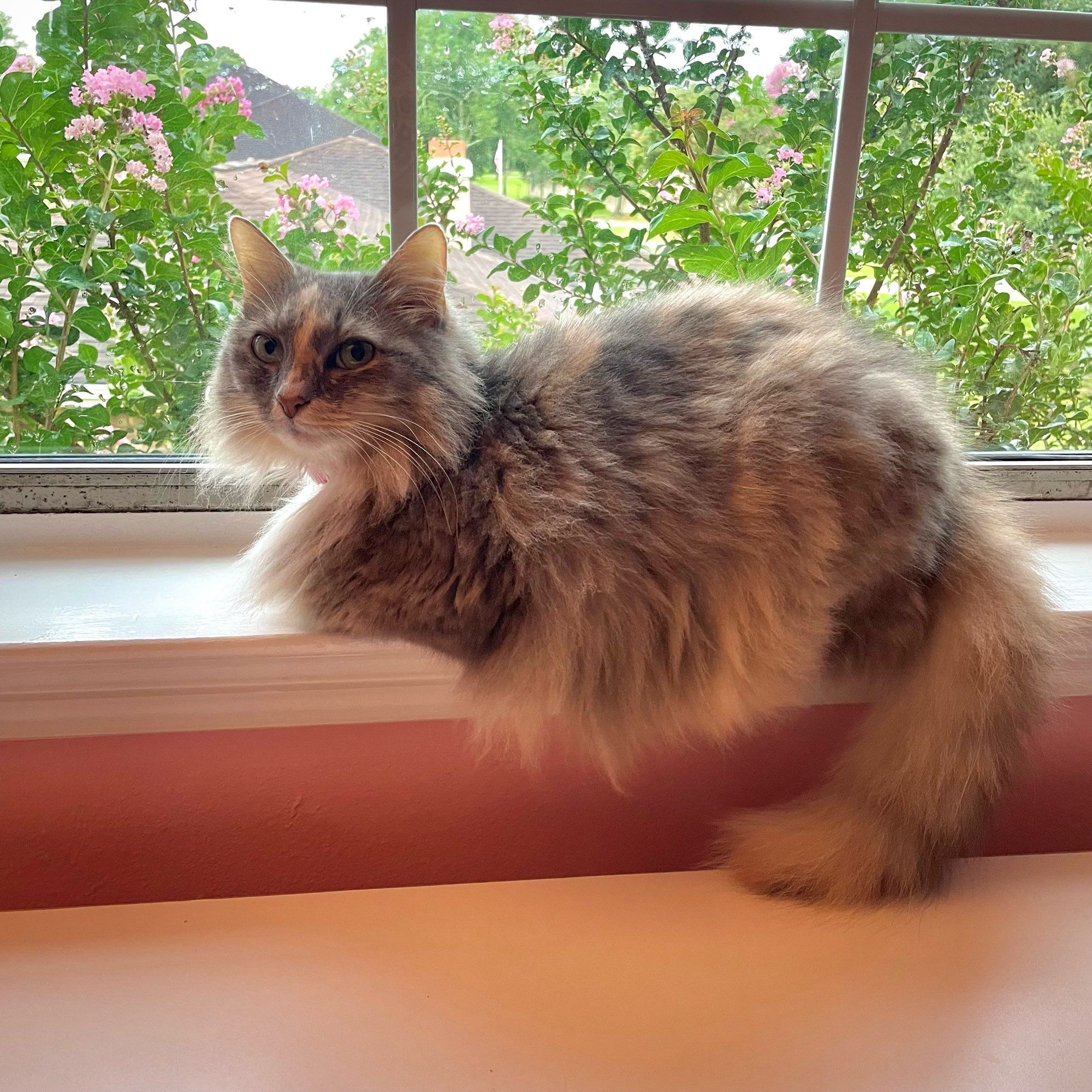 A beautiful cat perched in a window looking very happy while it rains outside.