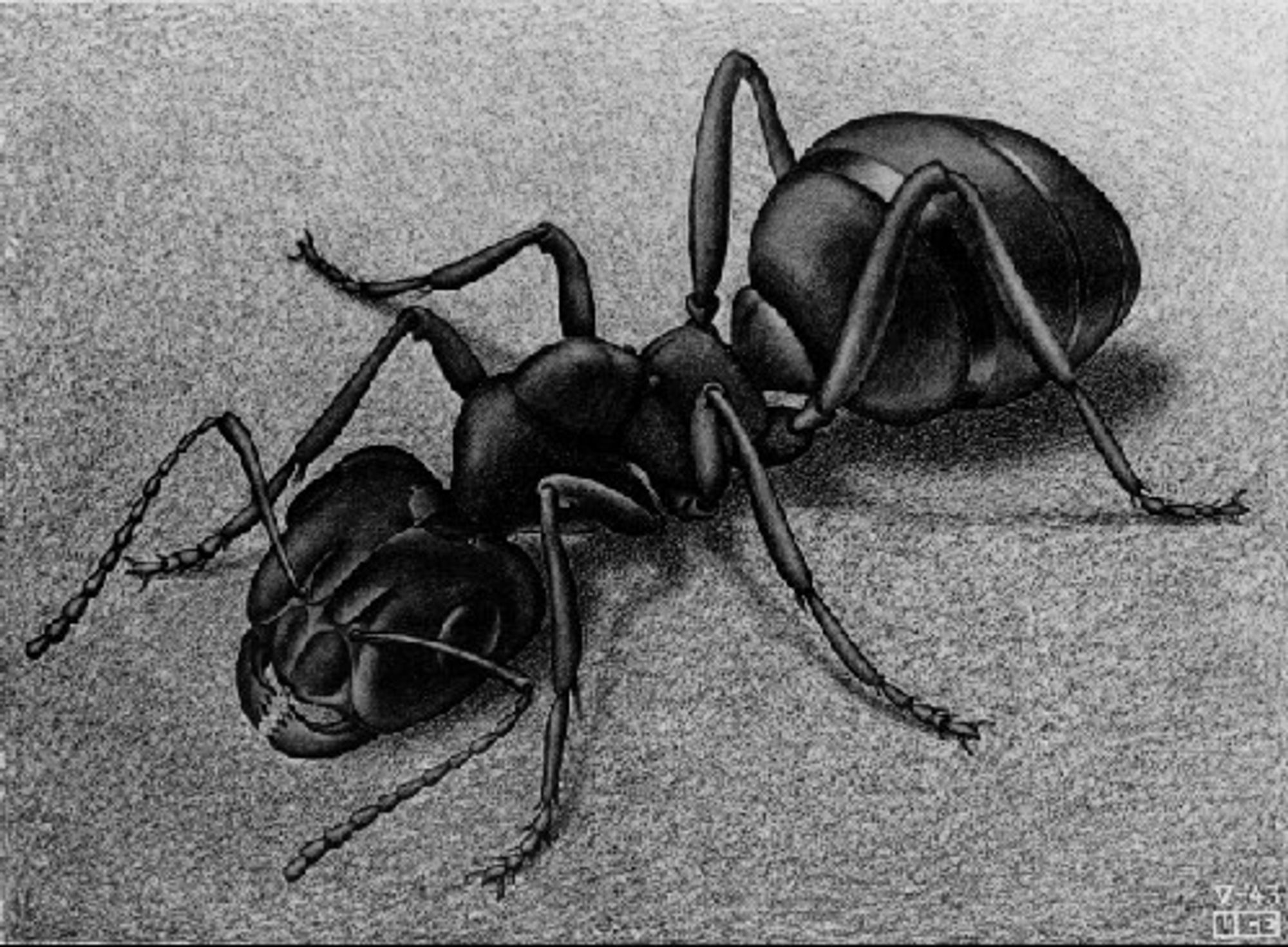 Ant