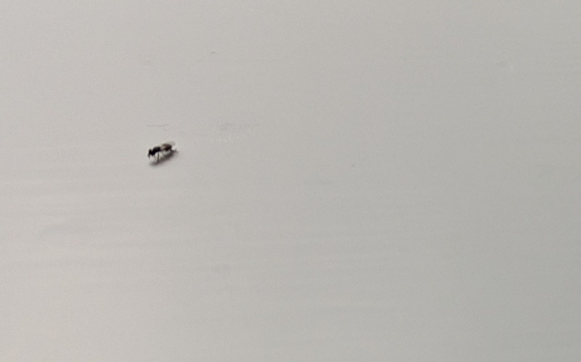 Small fly stuck to freshly painted white windowsill 🤦‍♂️