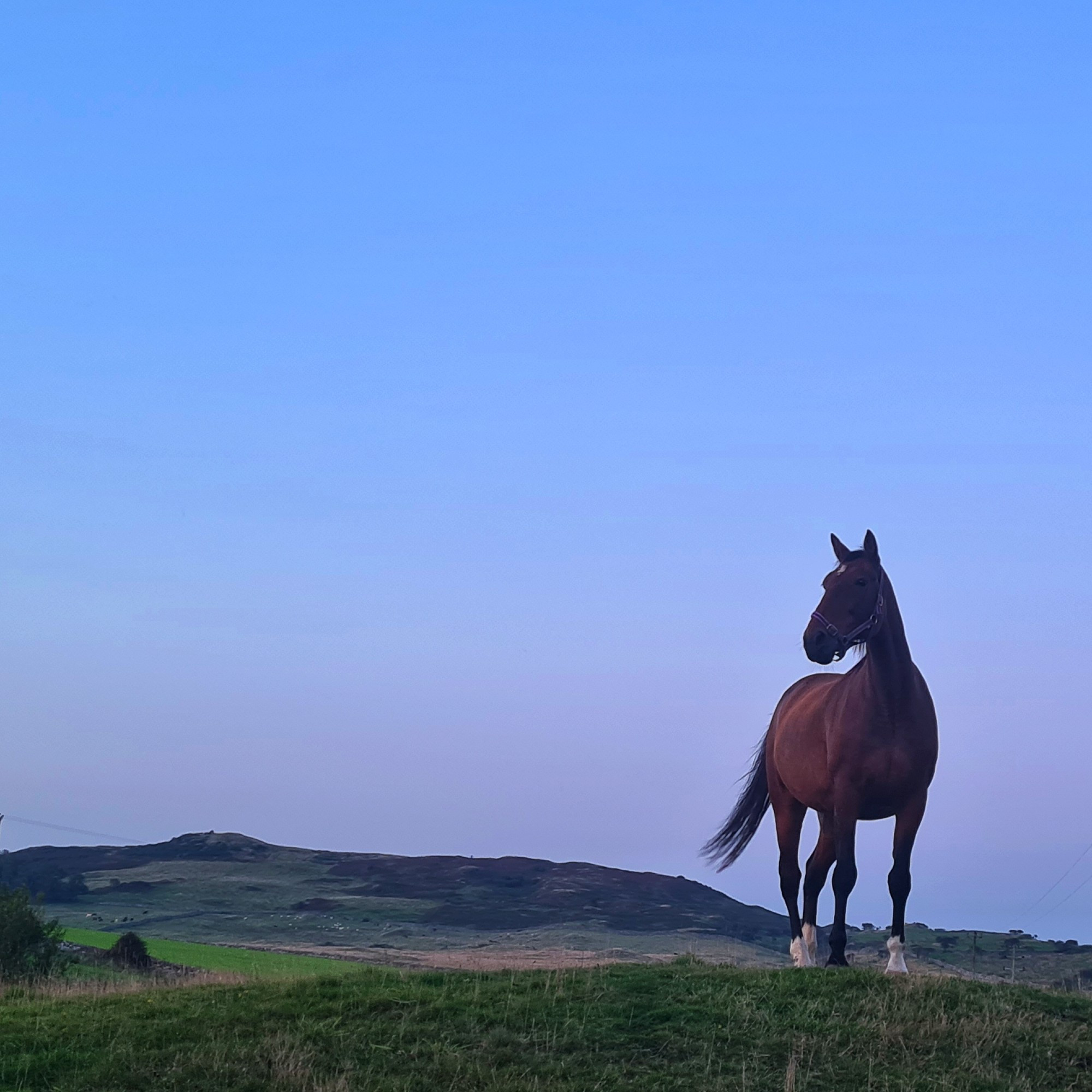 A brown horse standing on a small hill looking into the distance at sunset with Scottish hills in the background. 