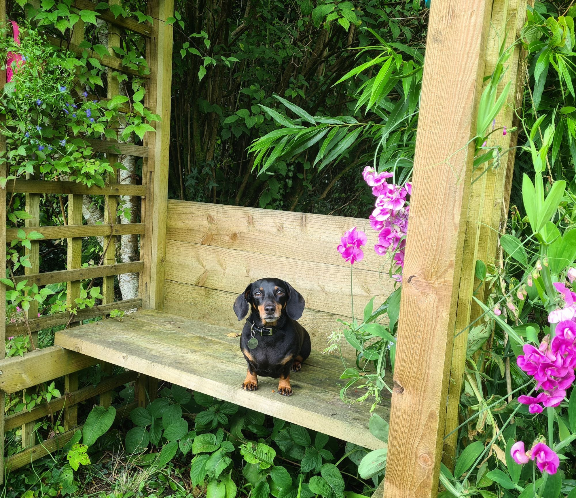 A miniature black and tan dachshund dog sitting on a bench with trellis, greenery and pink flowers surrounding it. 