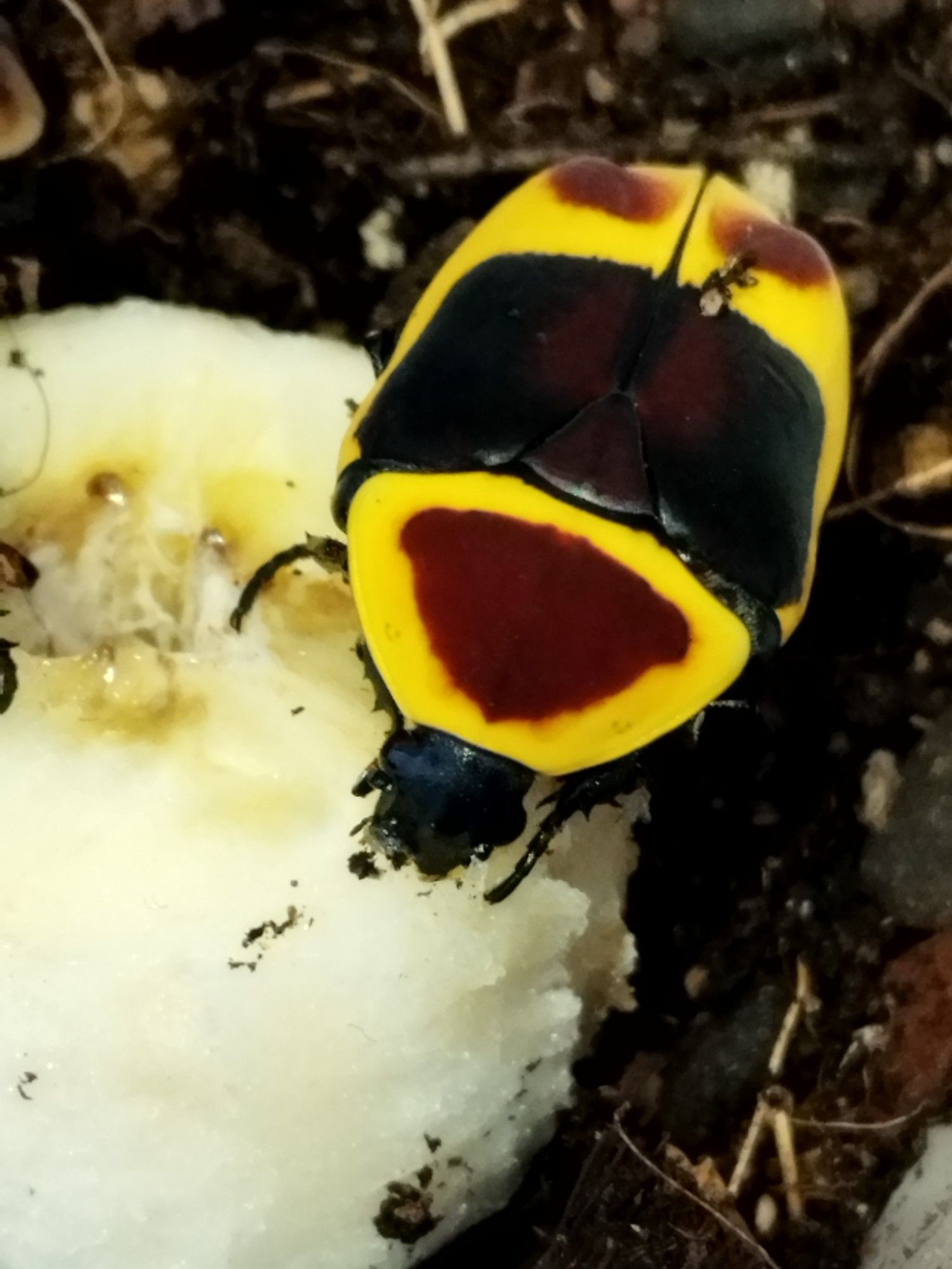 Super bright newly emerged imago.