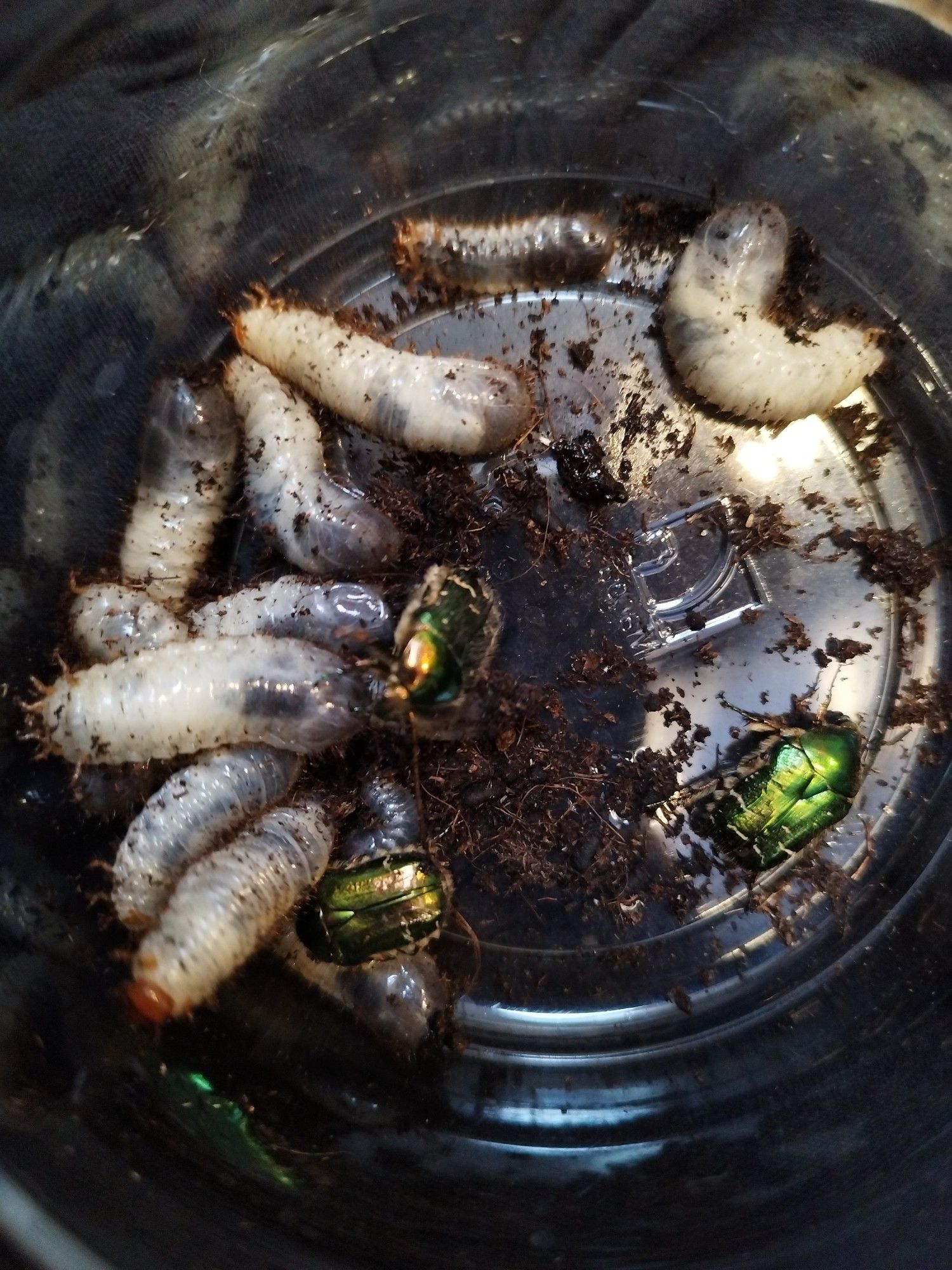 13 Rose Chafer larvae and three male imagos.