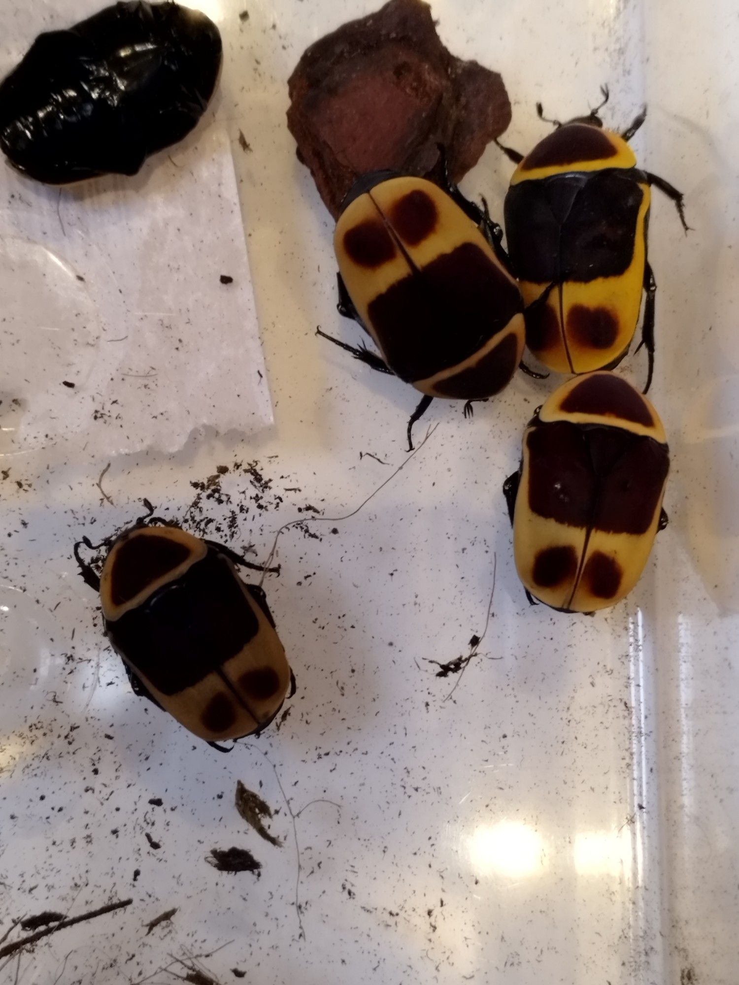 Three newly emerged imagos looking brightly coloured and one dull older adult.