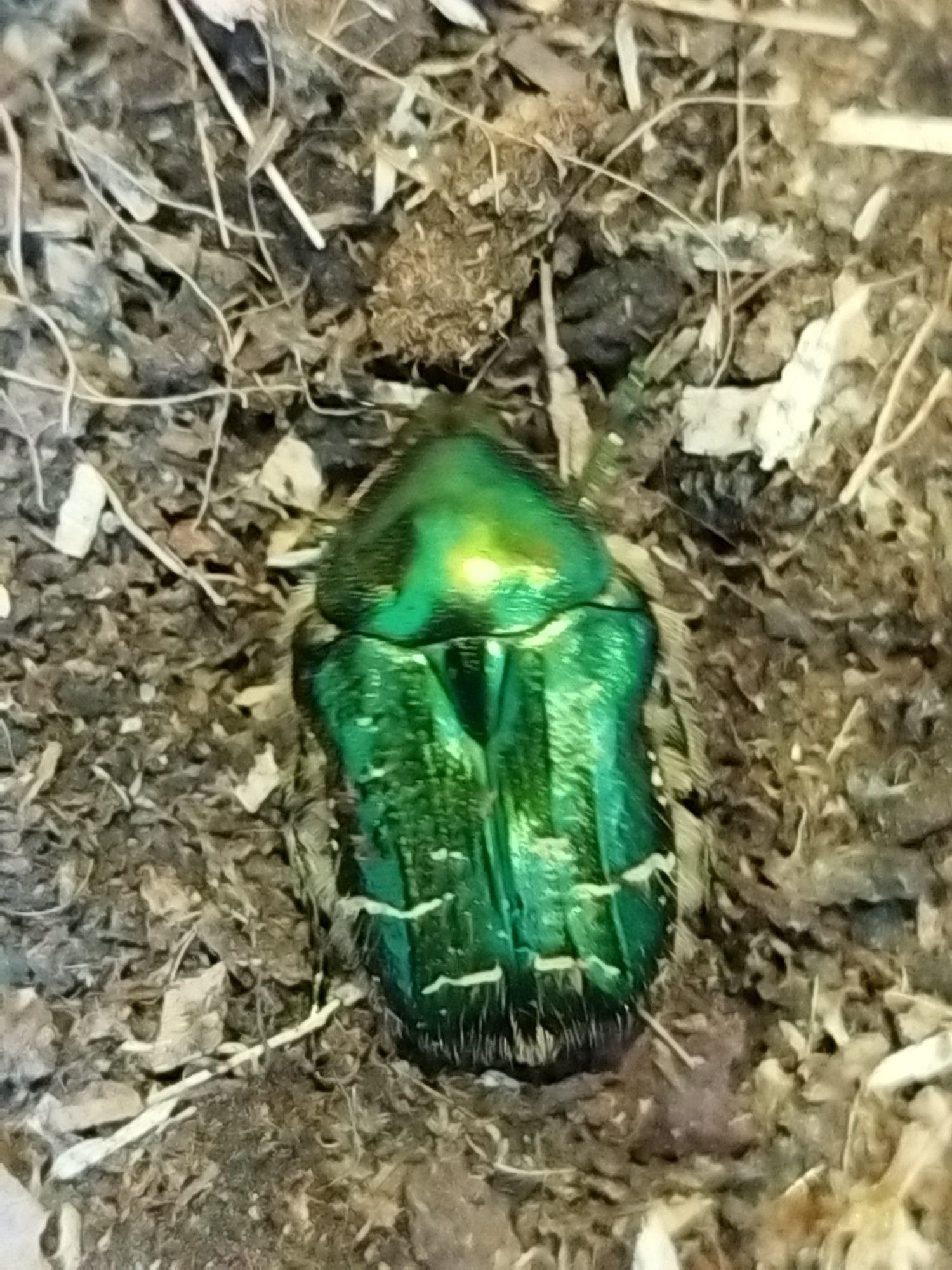 Male imago Rose Chafer.