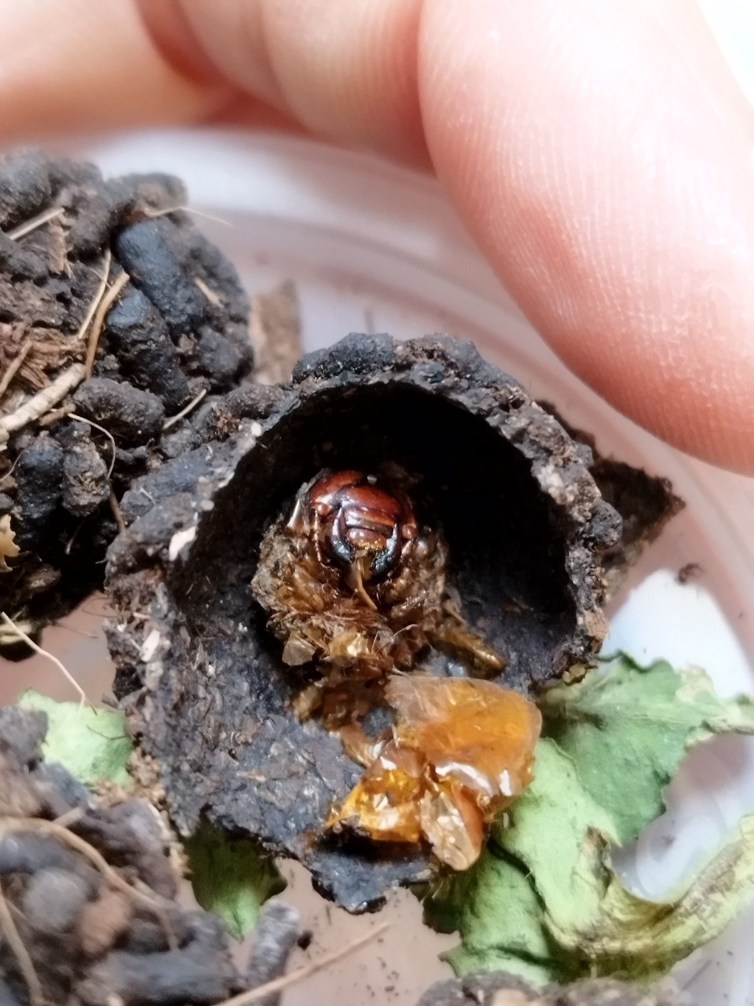 The shed outer body of the larva in a pipal cell. The face is clearly visible.