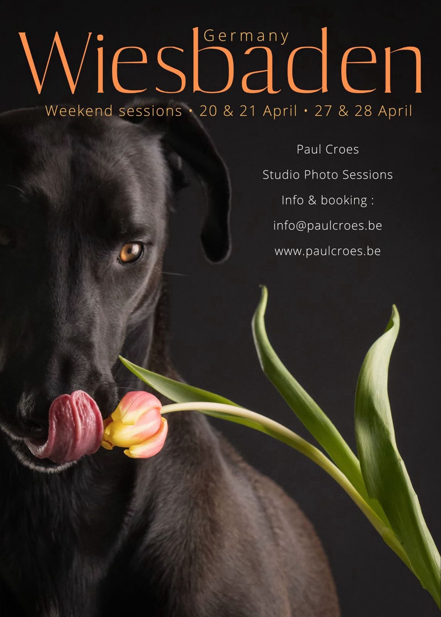 Plakat des Tierfotografen Paul Croes zur Wochenend-Session am 20./21. sowie 27./28. April in Wiesbaden.

Info@paulcroes.be

www.paulcroes.be