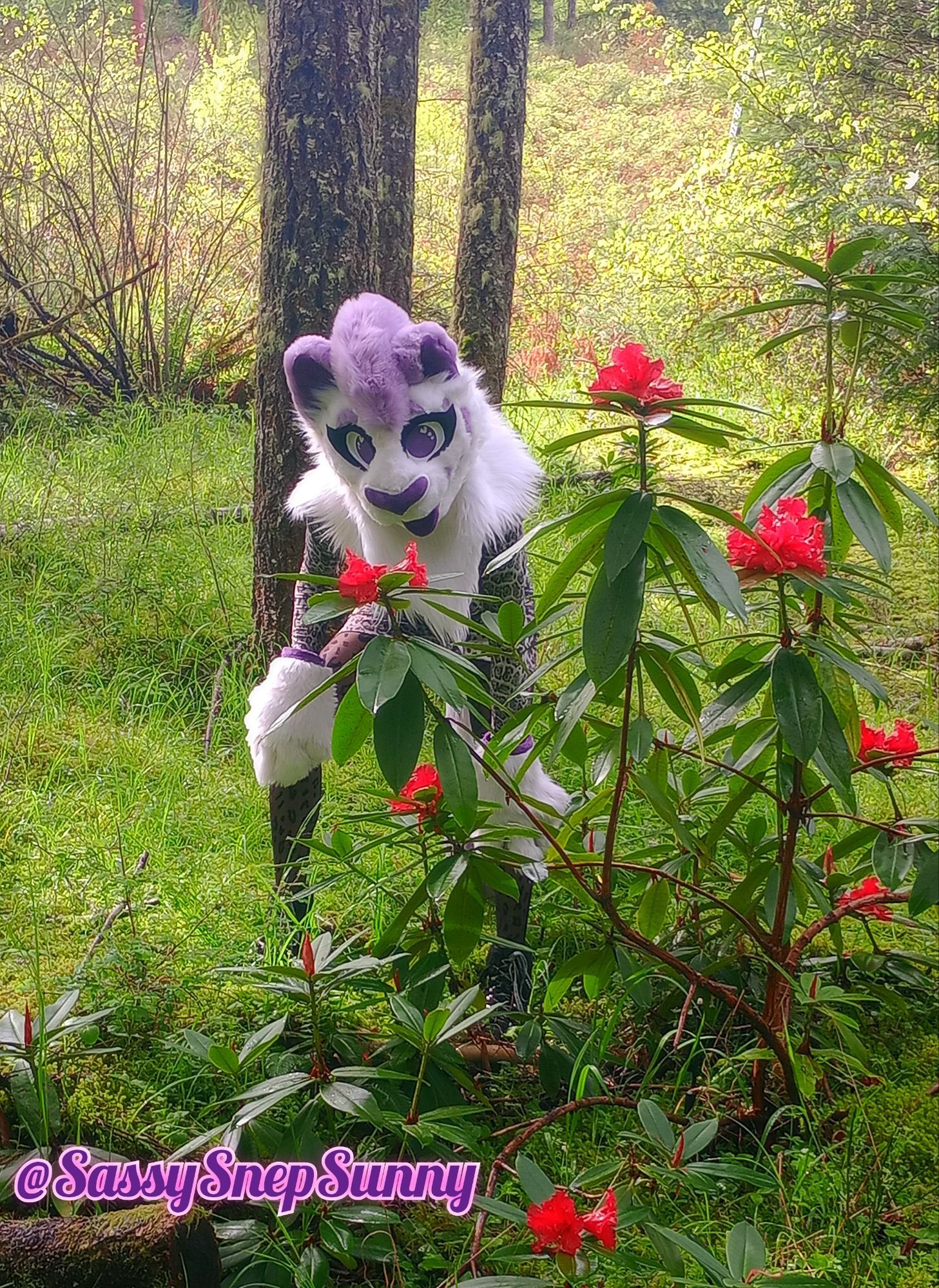 Purple spotted snep in the forest stops to smell the red rhodies