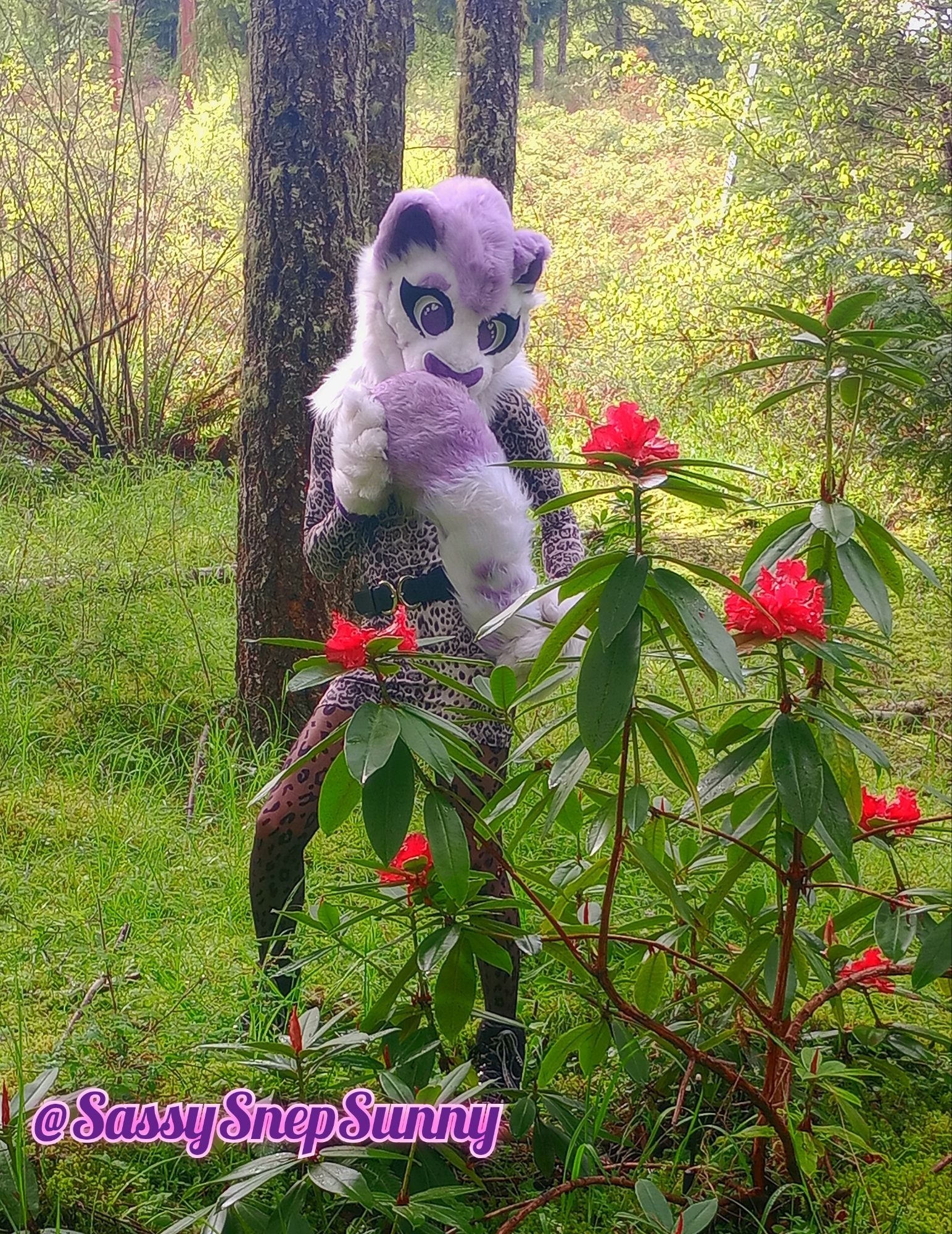 Shy purple spotted snep by the red rhodie bush, hides behind her tail