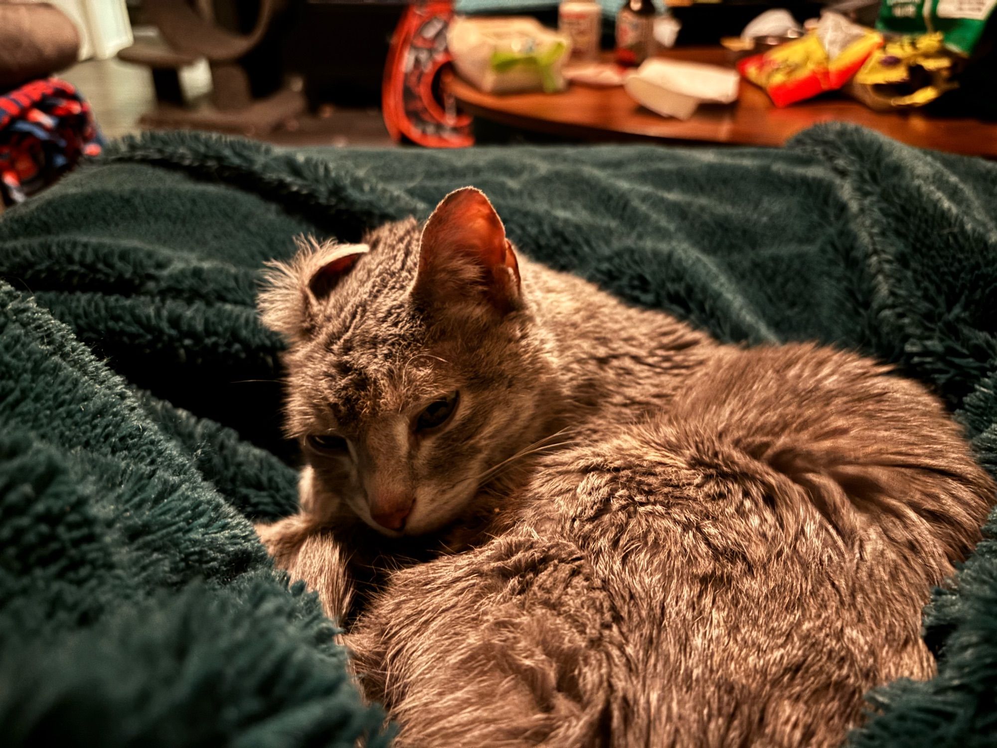 a small grey cat curled up sleepily on a fuzzy green blanket. her left ear is turned inside out and her fur on top of her head is all ruffled up