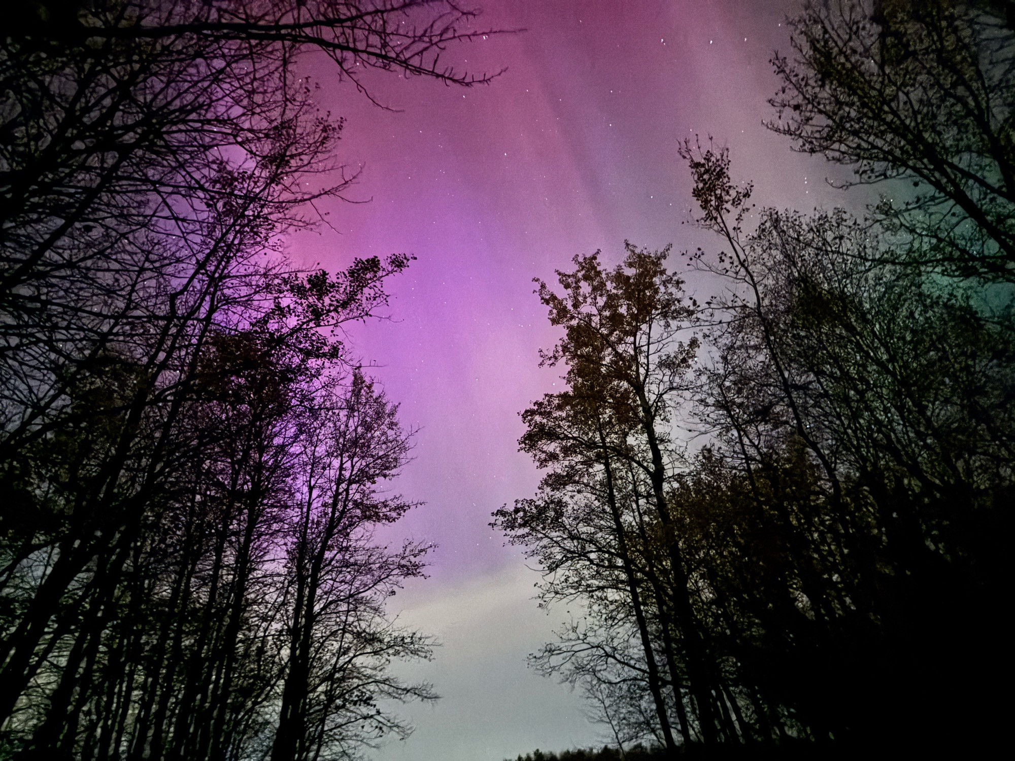 The northern lights at Elk Island National Park in Alberta, Canada. A view through a copse of trees with lots of purple and white in the aurora.