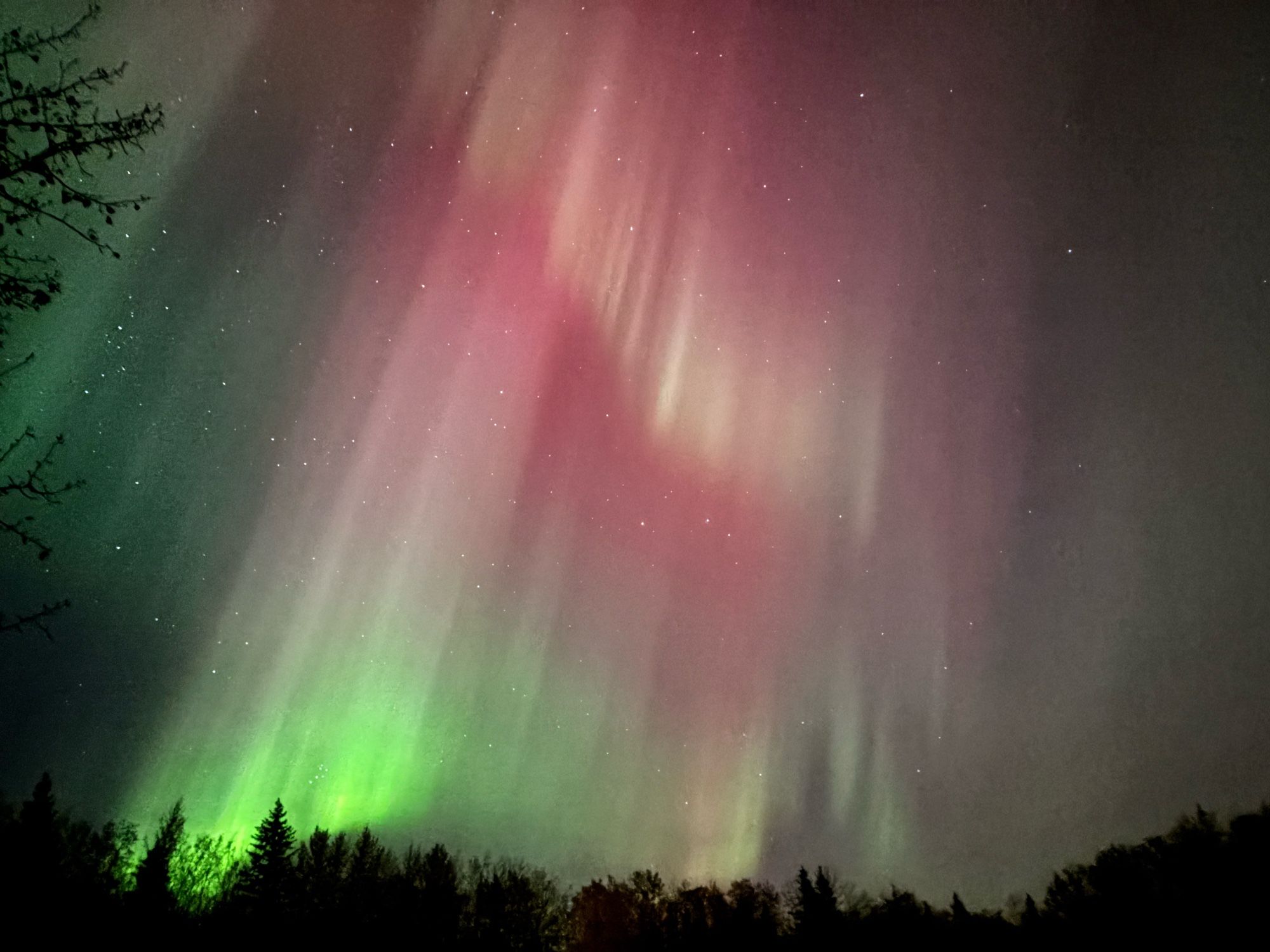 The northern lights at Elk Island National Park in Alberta, Canada. The aurora is like a curtain with bright neon green at the bottom and pink and red waves.