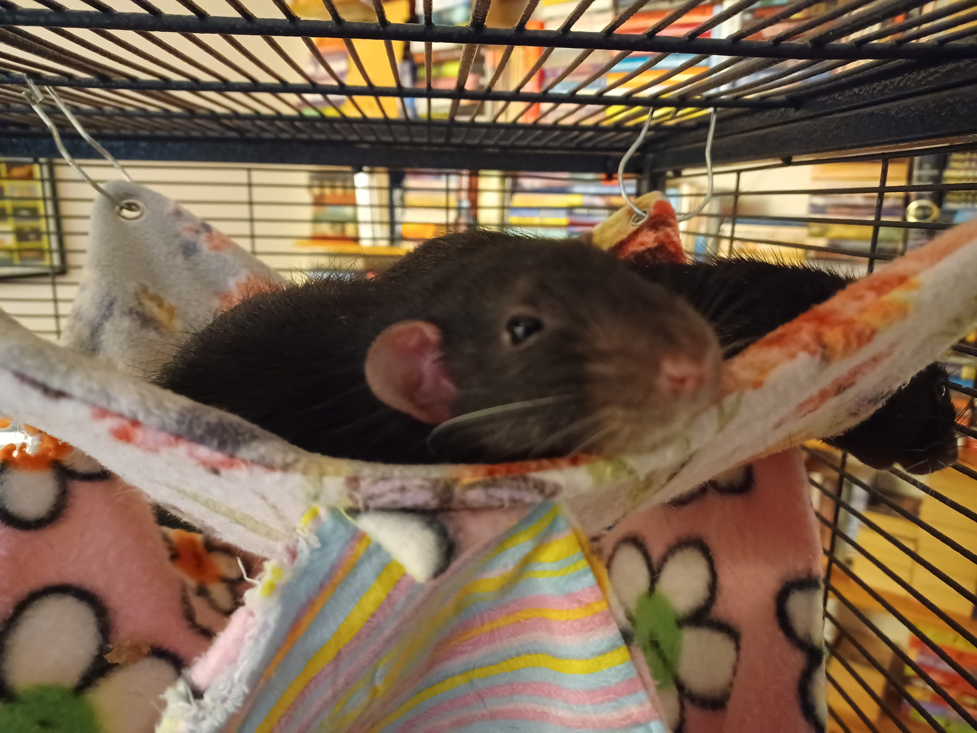 cute pet rat lounging in a hanging hammock