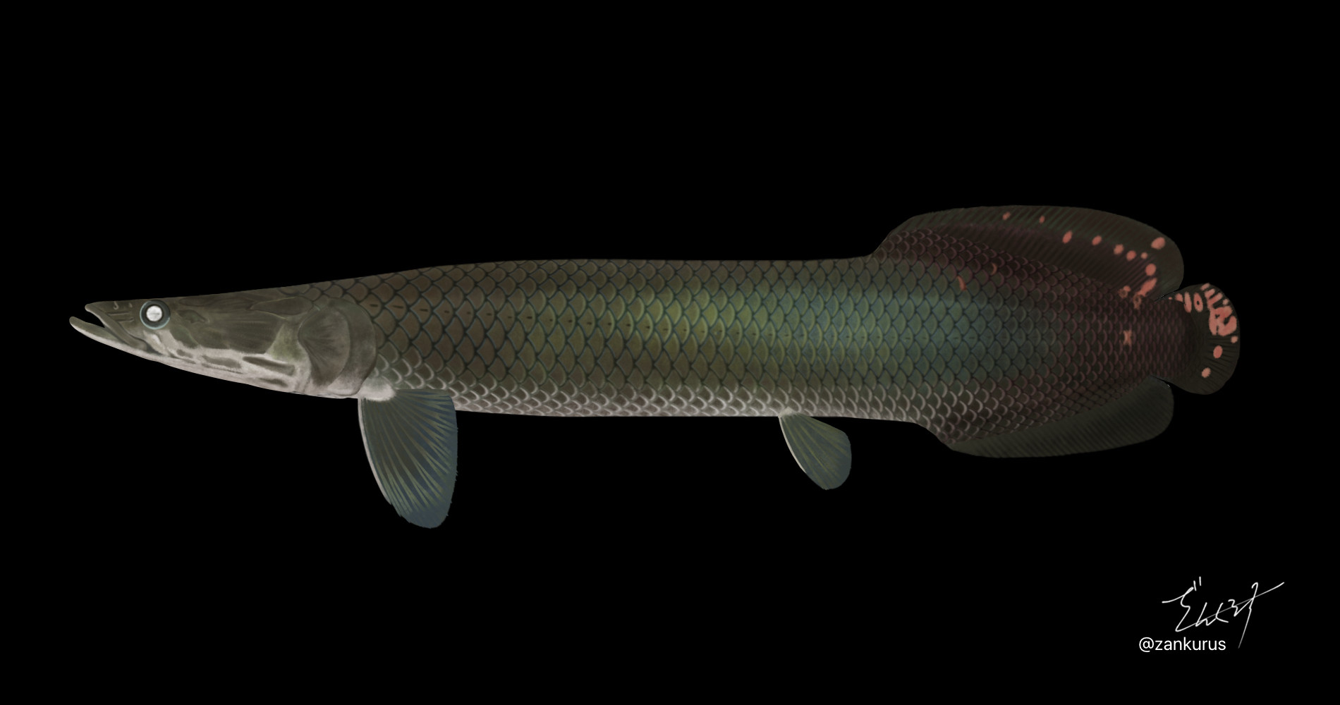 Arapaima leptosoma のイラスト

アロワナ目アロワナ科Arapaima属
体長: 78cm
分布: ブラジルのソリモエンス川流域
D: vi, 34 or vii, 33; A: iii, 35; P1: i,10; P2: I, 5; LL: 52～53
　体高は比較的低い。前鰓蓋骨の最背側の側方腔は極めて細長い。頭部腹側縁部は扁平。眼径は体長の2.8%、眼窩間隔幅は5.7%。尾柄長は体長の4.1%で、尾柄長/尾柄高は0.68。背鰭前部分の基底に肥厚性の鞘があり、背鰭前方の軟条は鰭をたたむと鞘に覆われ見えなくなる。背鰭軟条は背鰭後半部で最も長くなる。胸鰭基底は体に対してほぼ水平に向く。前上顎骨歯数は32。下顎歯は30～32本で、1列。
　保存時の体背側は暗褐色、腹側は明色。背鰭および臀鰭起部間の体側は暗色で、鱗後縁に明色素がある。背鰭は暗灰色で後半部に縦長の斑点がある。尾鰭は暗灰色で後縁に弧を描くように大きな斑点がある。
　本種は2013年に1標本をもとに新種として記載された。アマゾナス州にはMamirauá 保護区の個体群と本種を含め少なくとも2種のArapaimaが分布していると考えられる(Stewart, 2013)。