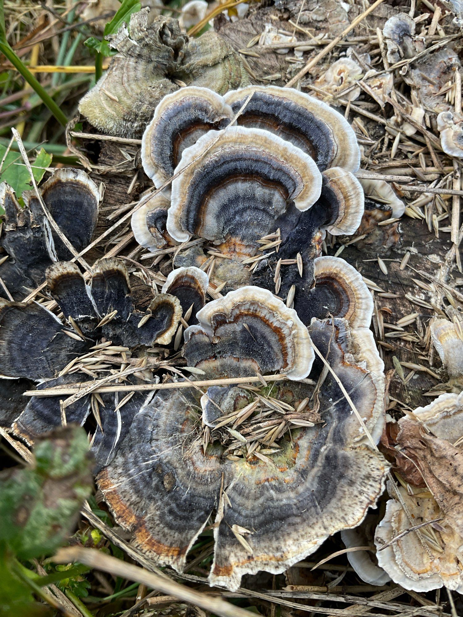 Image of some mushrooms growing on an apple tree stump 

They are covered in what looks like grass seeds from our yard