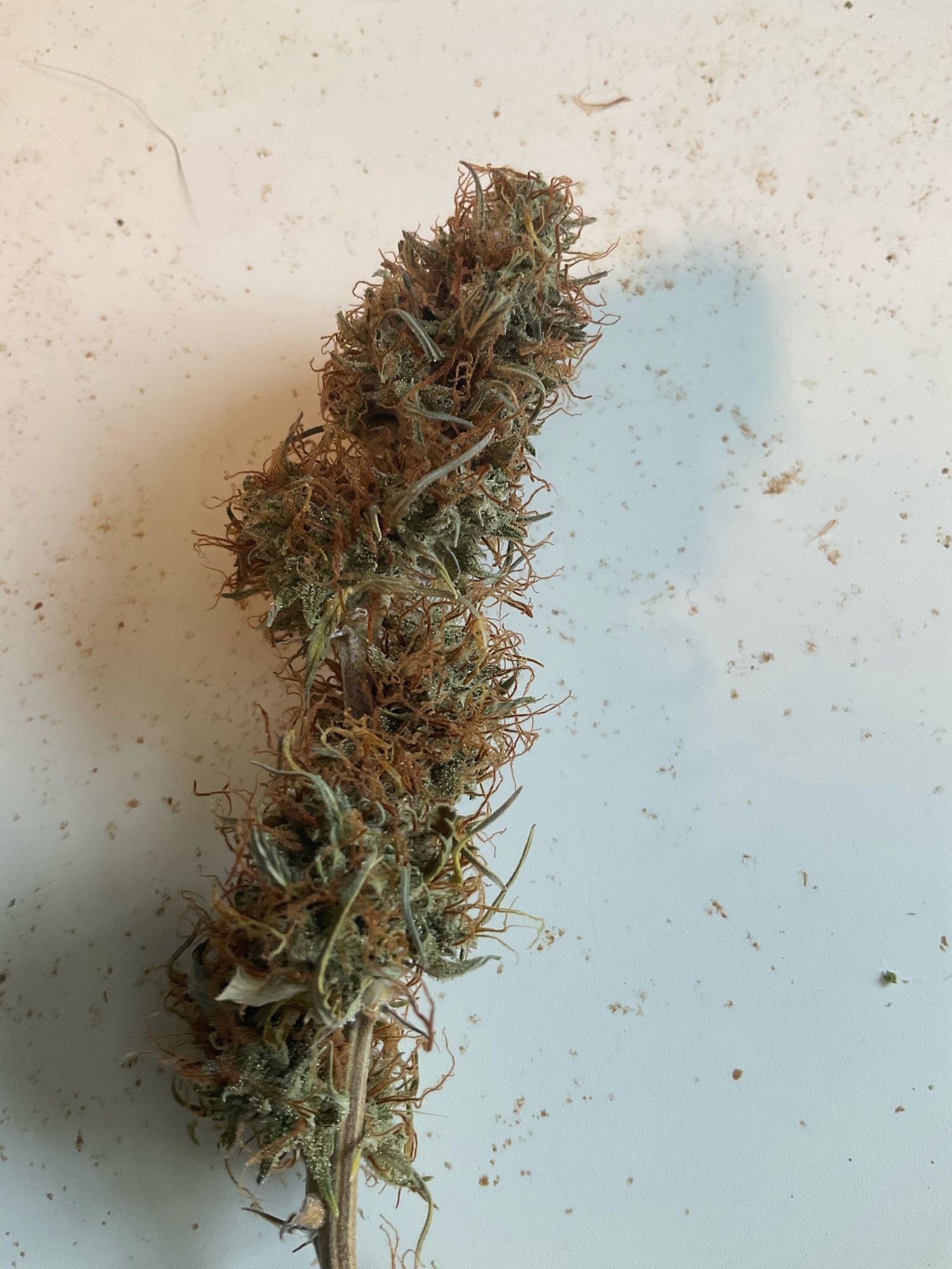 Image of a cannabis stem that was allowed to grow for too long