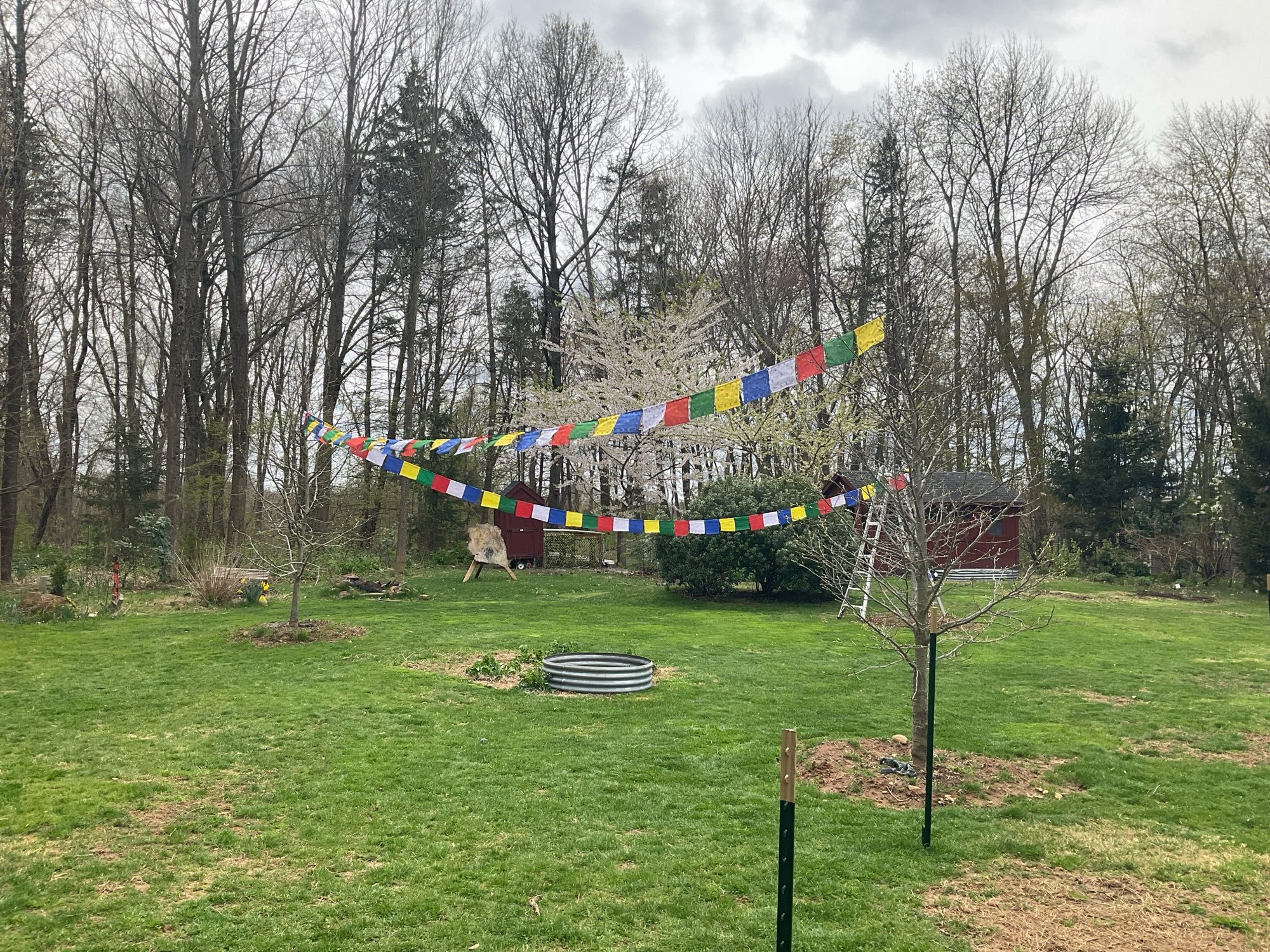 2/3 of our prayer flags hanging on the newly planted trees in our yard