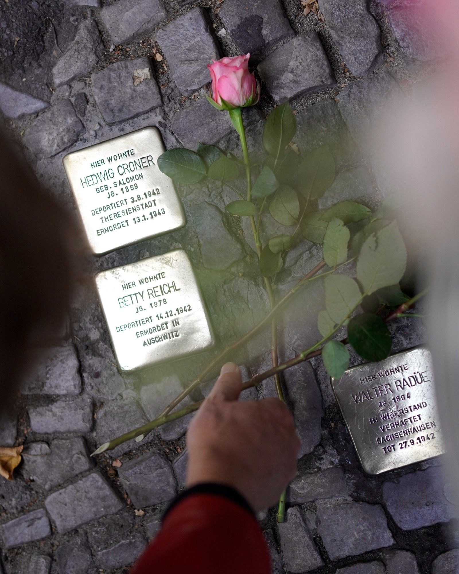 Drei in den Bürgersteig eingelassene Bordsteine. eine Hand ragt in das Bild und legt eine Rose zu den Steinen, eine weitere Rose liegt bereits da. Auf den Stolpersteinen sind die Namen "Hedwig Croner", "Betty Reichel" und "Walter Radüe", ihre Geburtsdaten sowie wo und wann sie von den Nationalsozialisten deportiert und ermordet wurden.