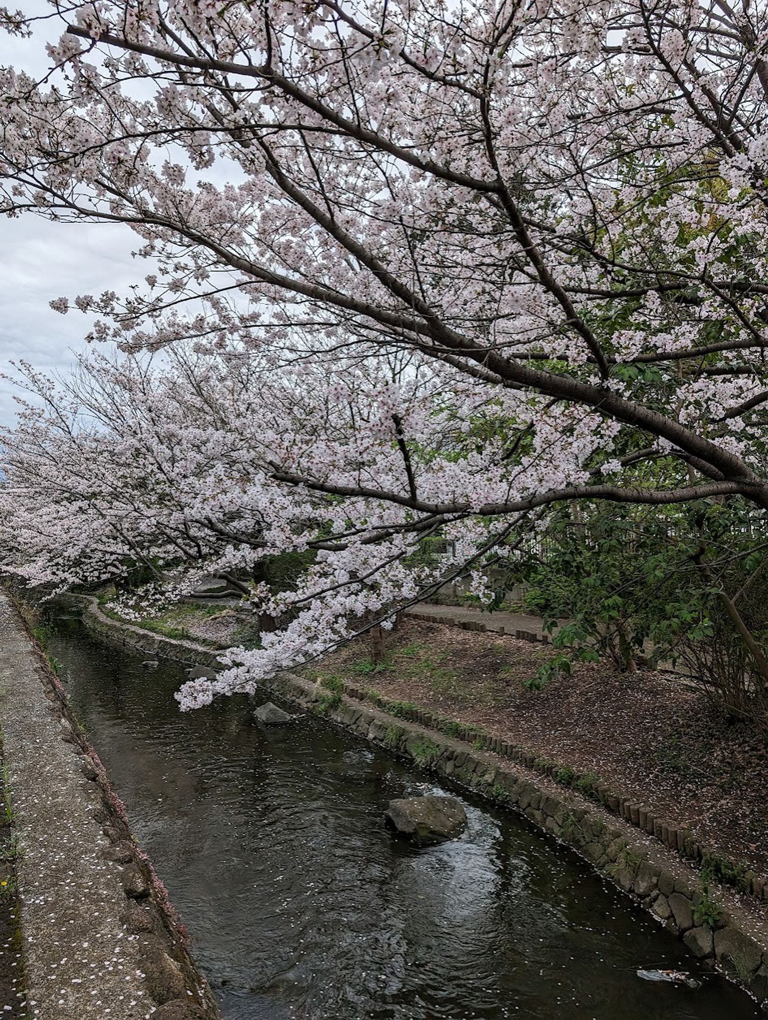 Cherry blossoms over a canal.