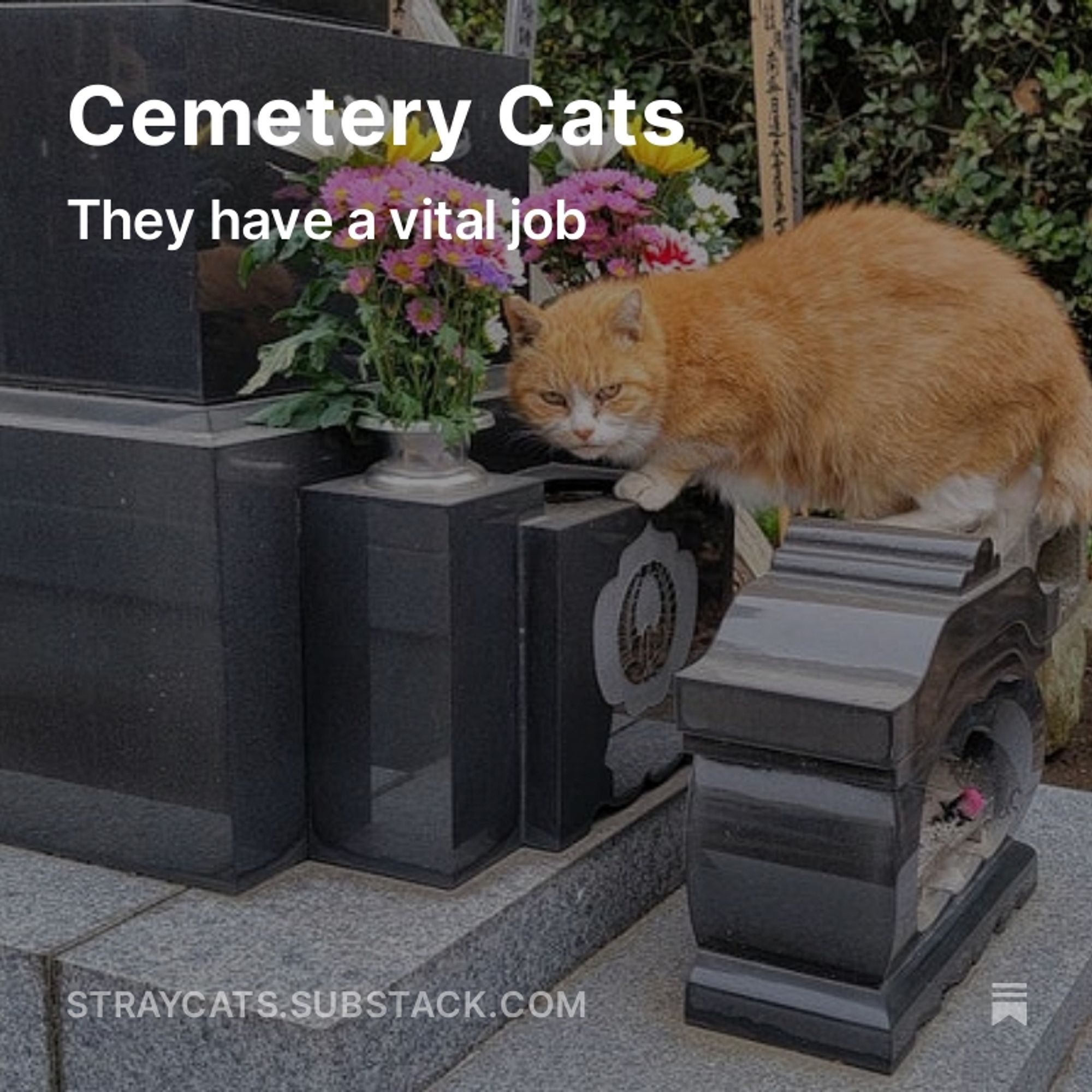 A cat in a cemetery.