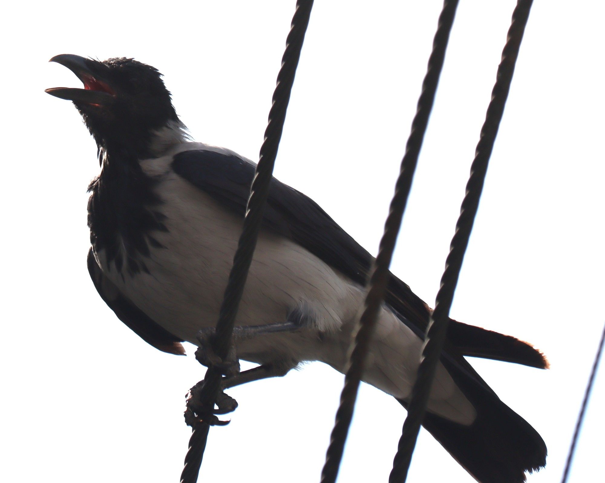 a hooded crow on a wire, vocalizing