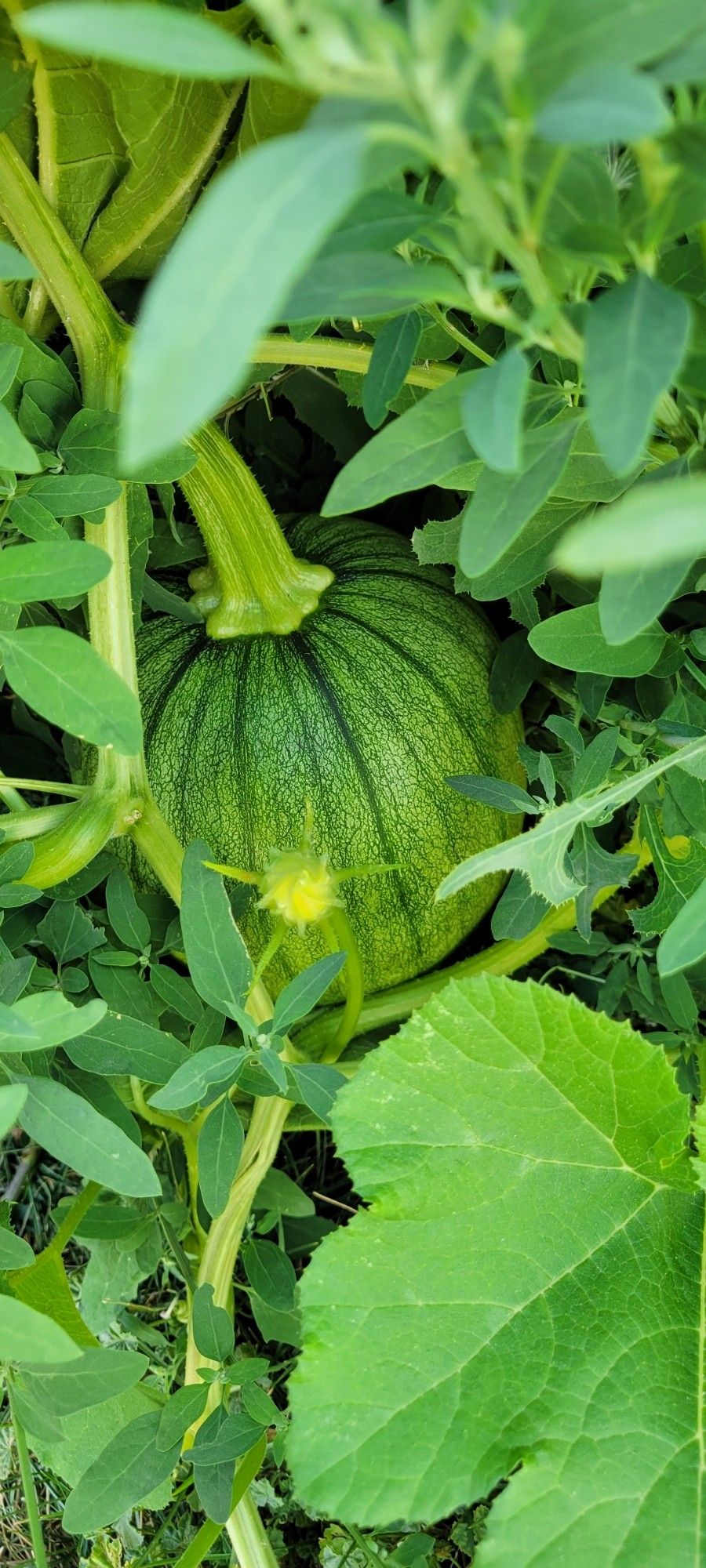 Still-green pumpkin hanging out in some weeds that are shading the garden.