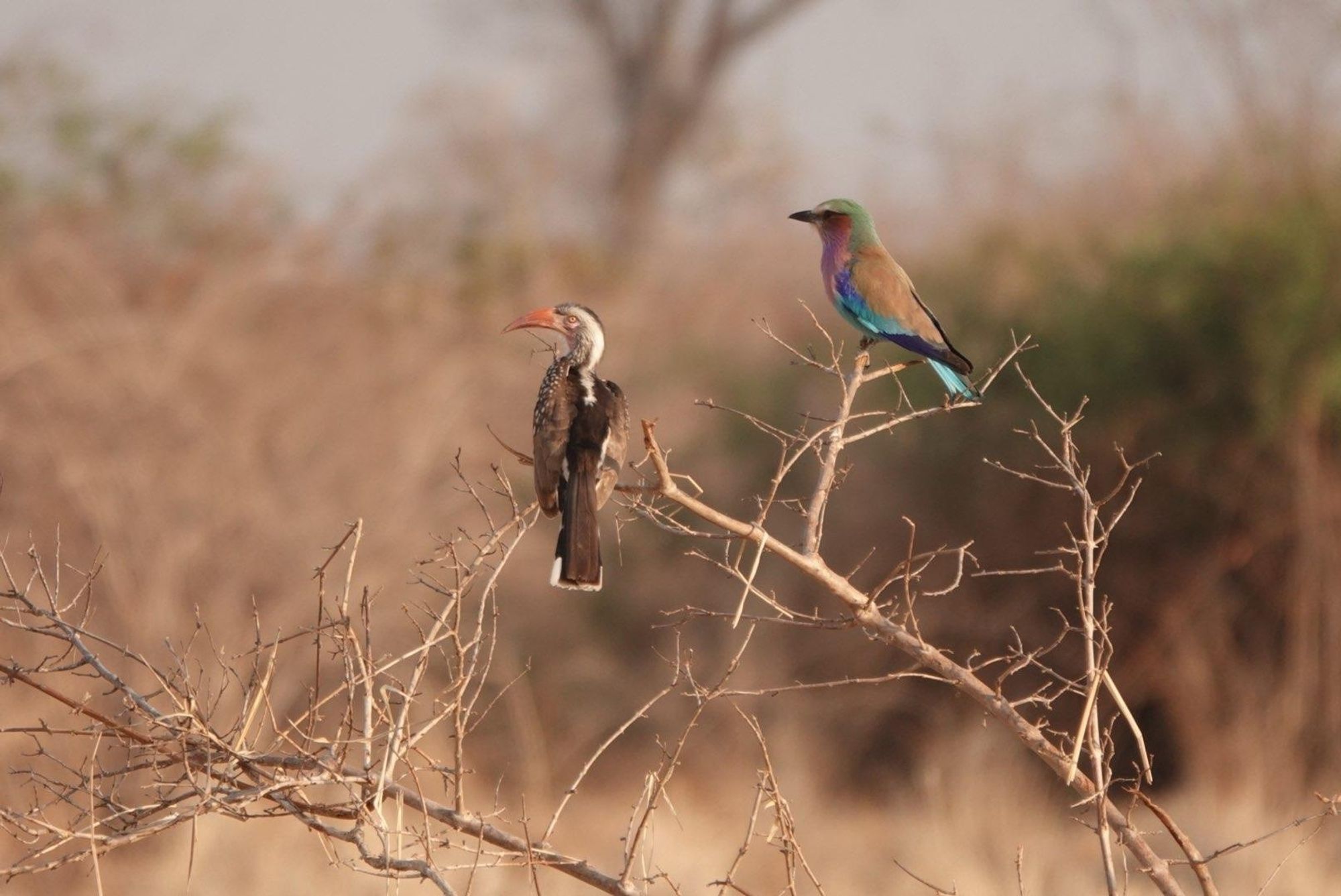 A hornbill and a lilac-breasted roller, perched on a dead stick.