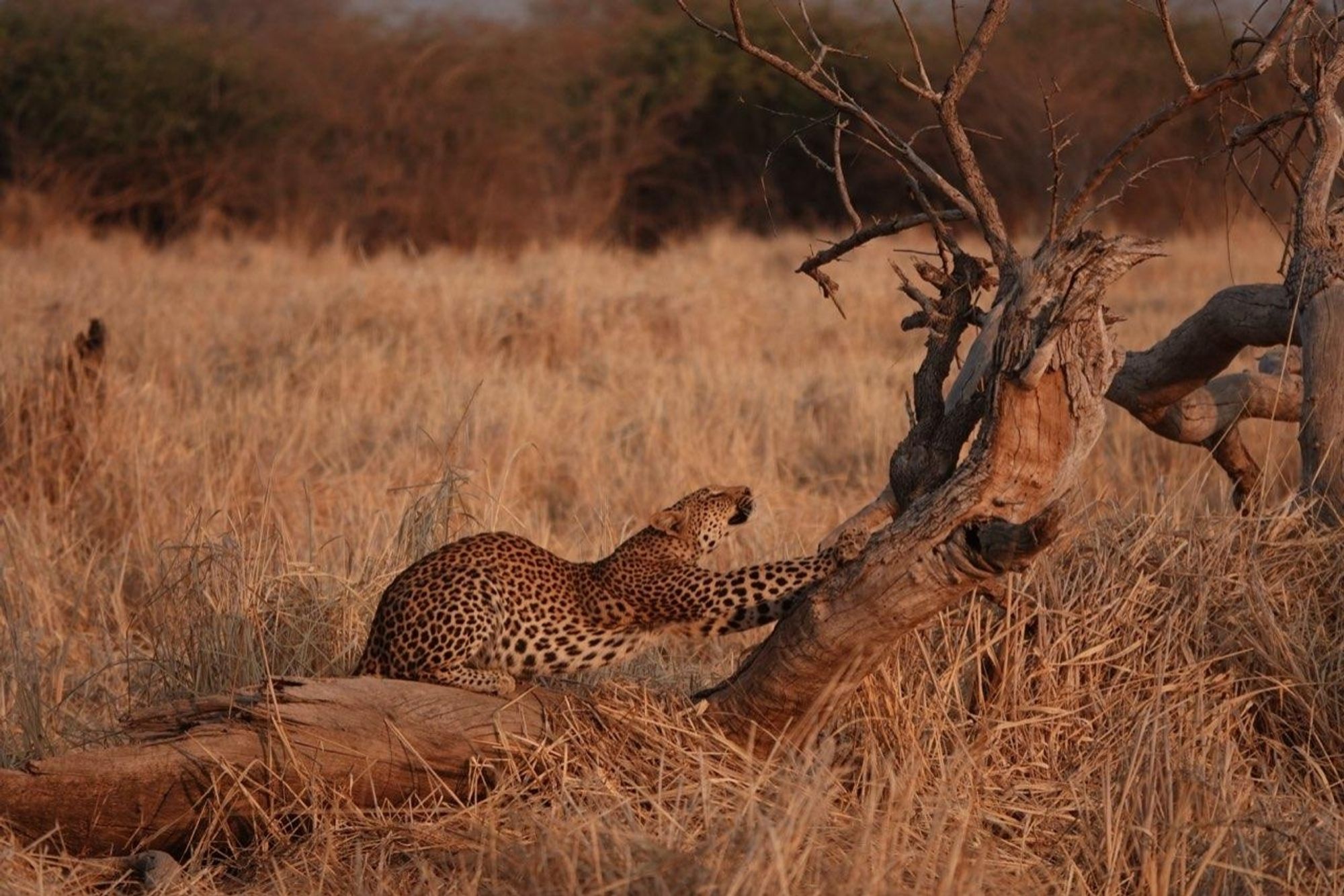 A leopard stretching out on a dead tree, with grass in the background