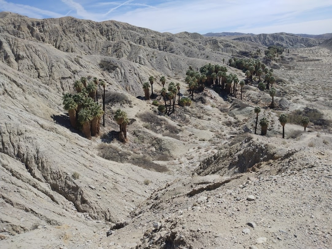 A tan desert landscape, with low hills on the left, and a line of palm trees at the base of the hills leading off into the distance.